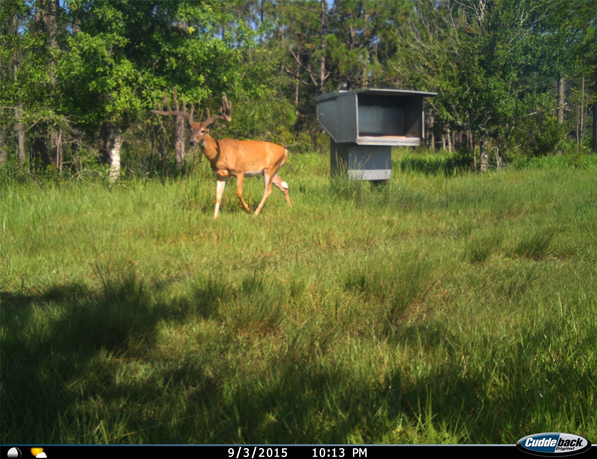 545 New Boot Heel Road Property Photo 18