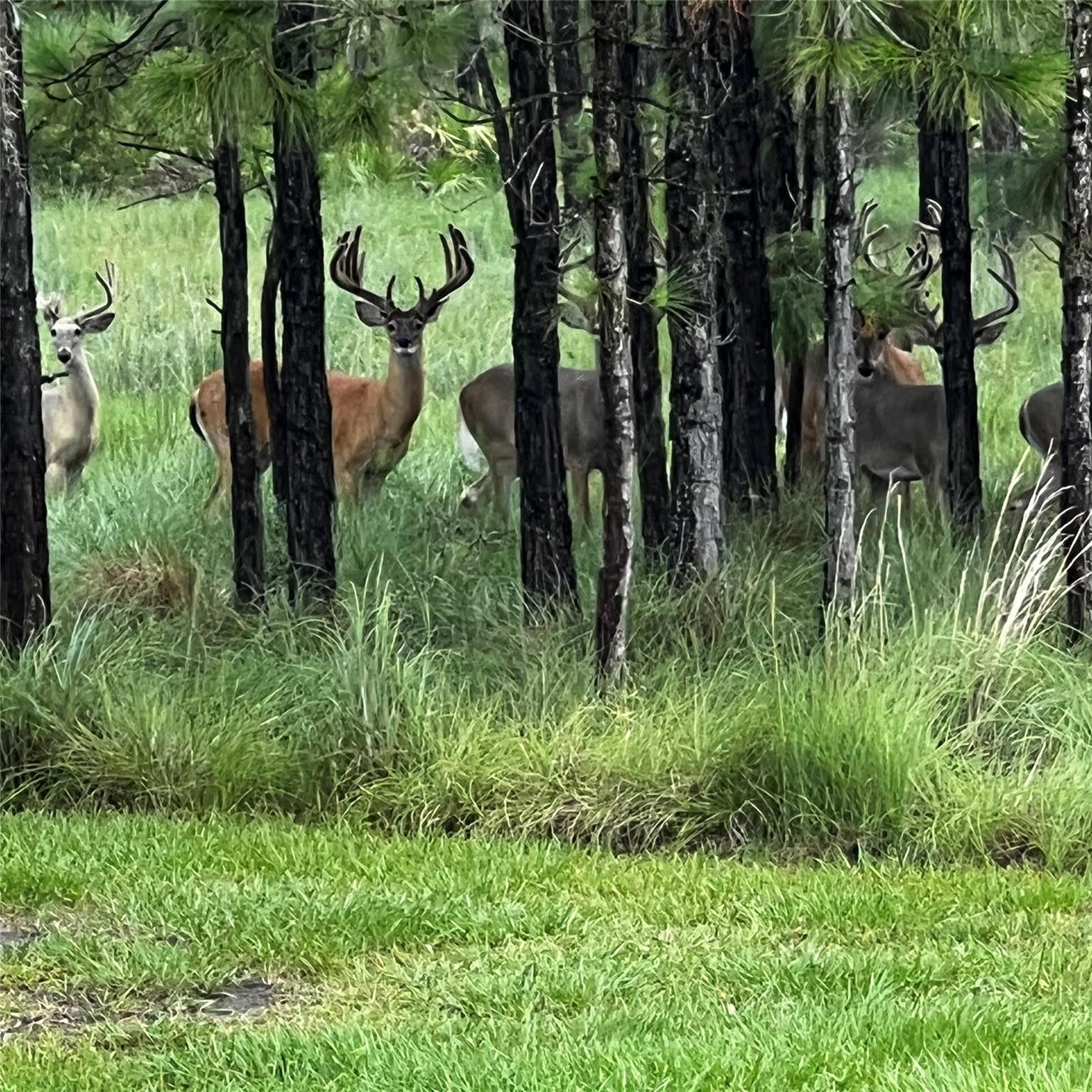 545 New Boot Heel Road Property Photo 21