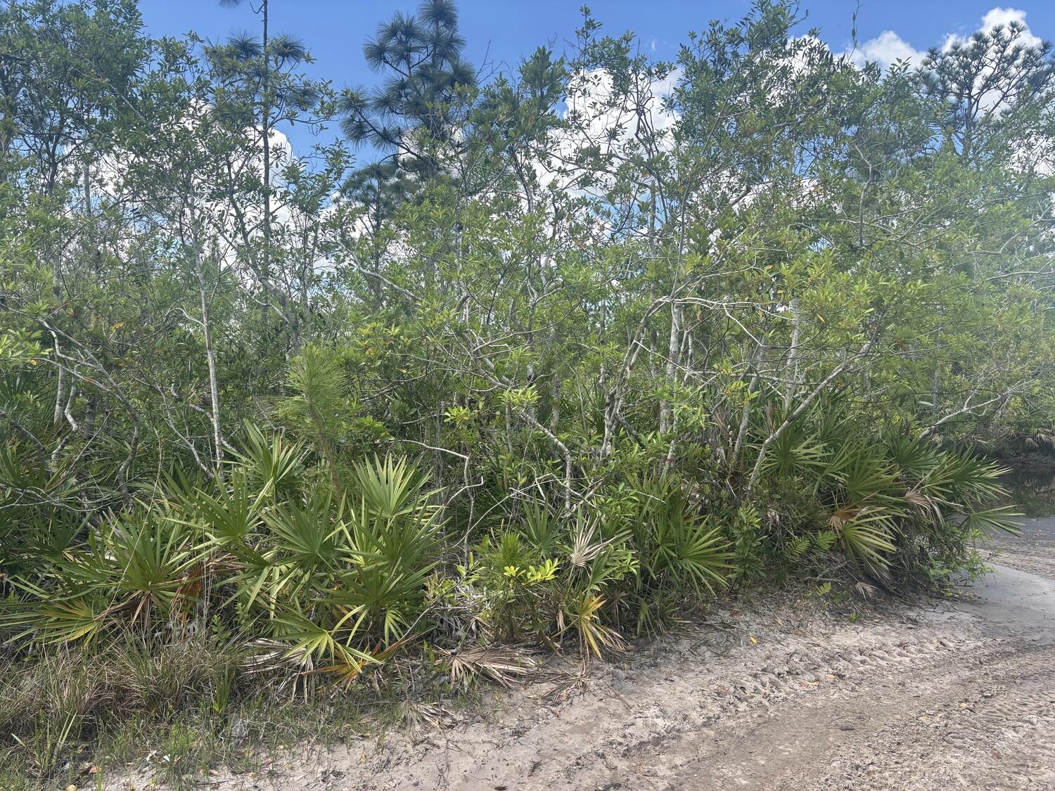0 Holopaw Groves Road Property Photo 1