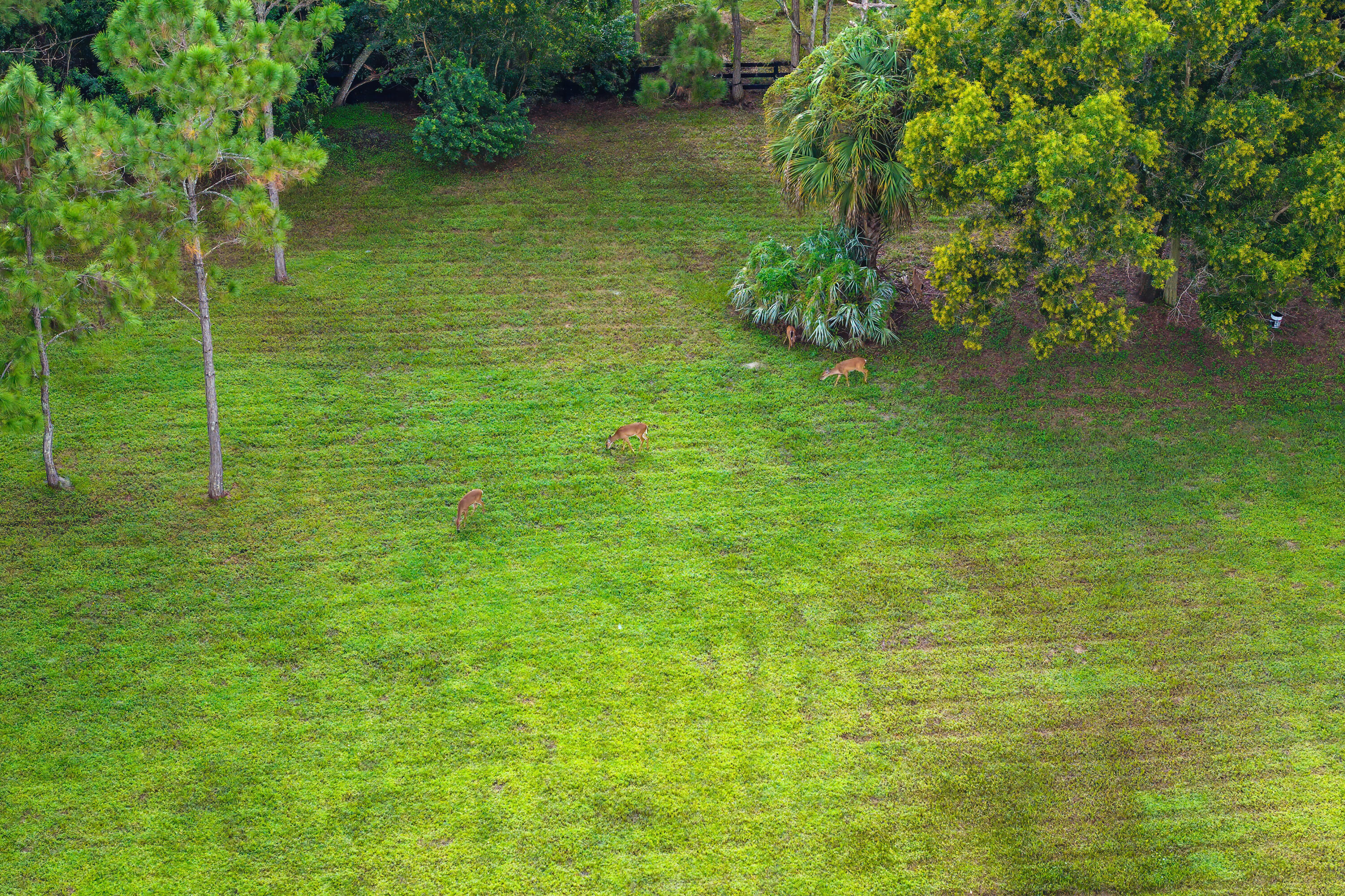 11356 Ira Lane Property Photo 30