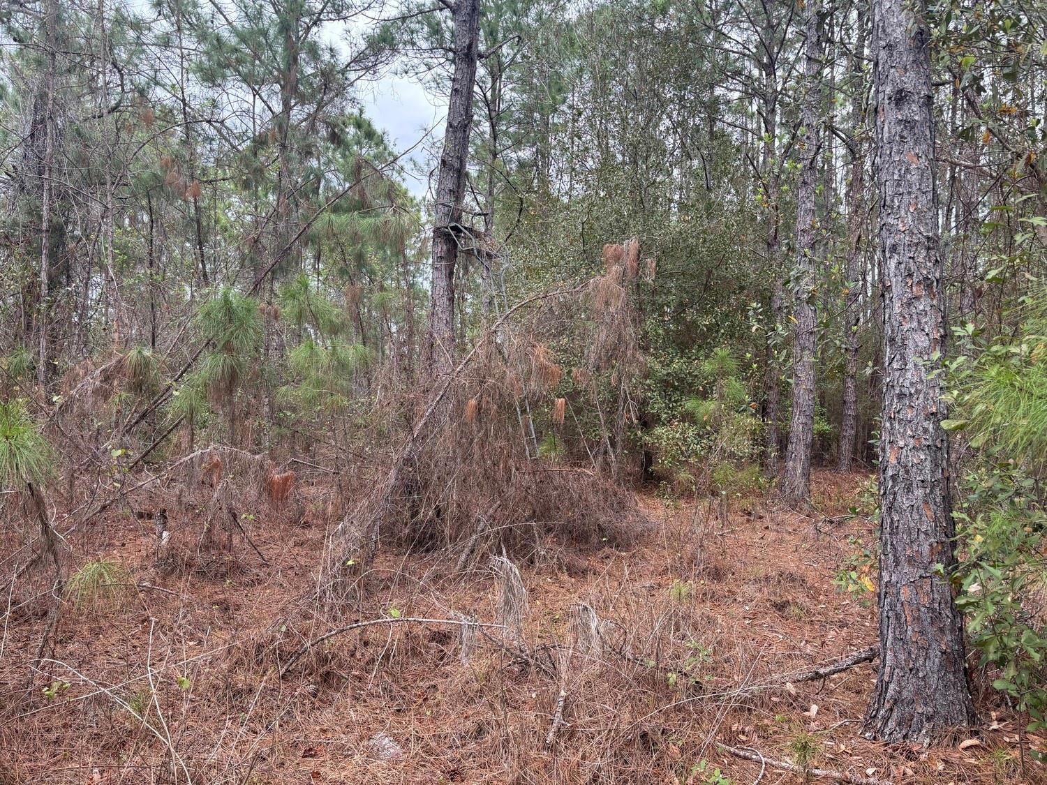 0 Old Grade Road Property Photo 4