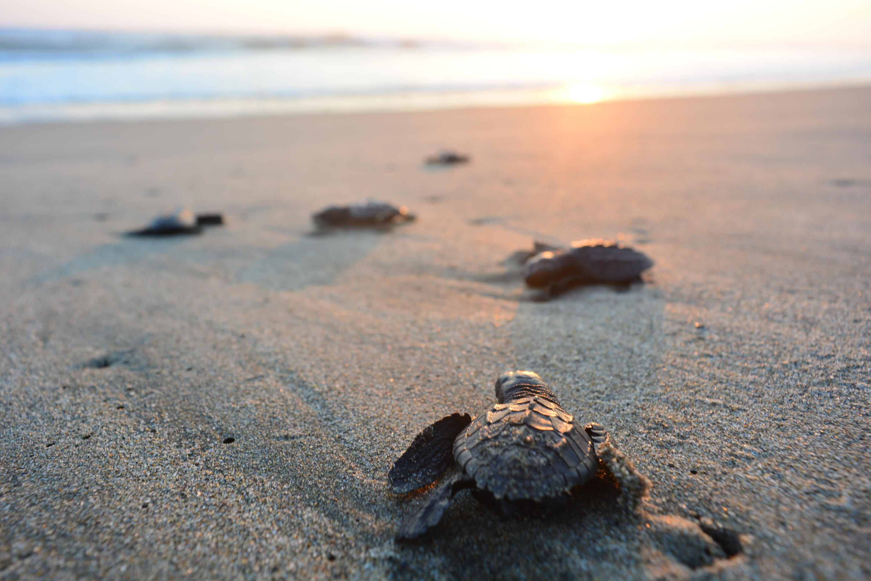 7700 S Ocean Drive Cottage #24 Property Photo 29