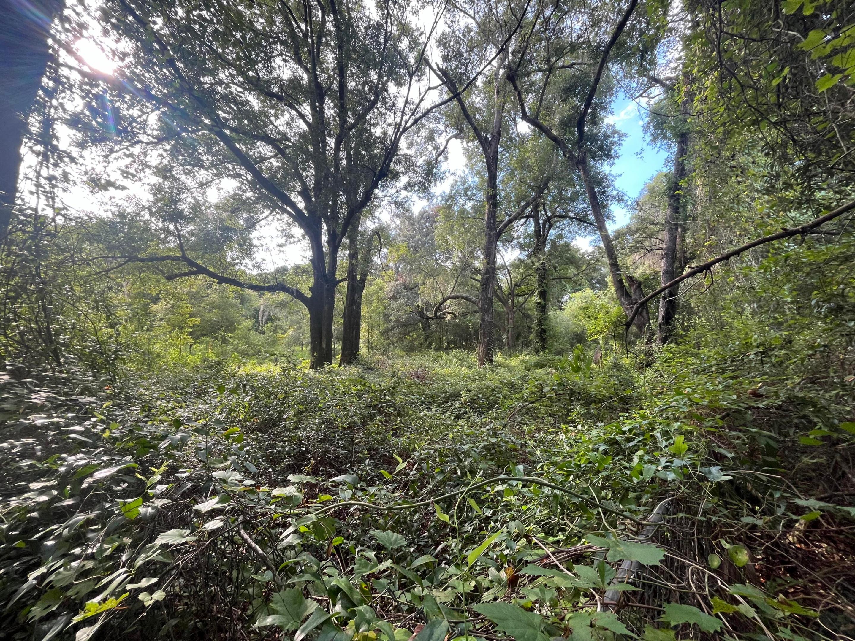 305 Milton Avenue Property Photo 4