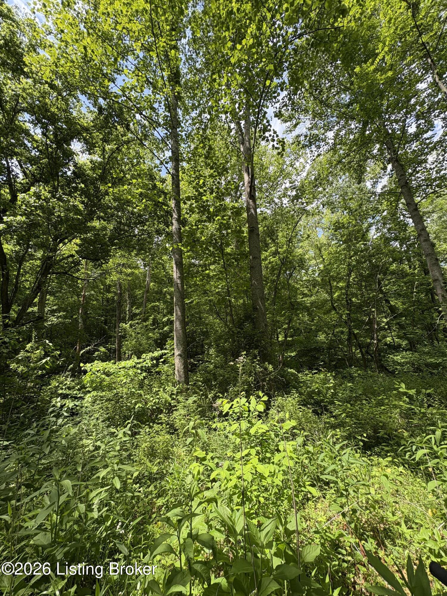 1012 Hardin Mill Mattingly Rd Property Photo 44