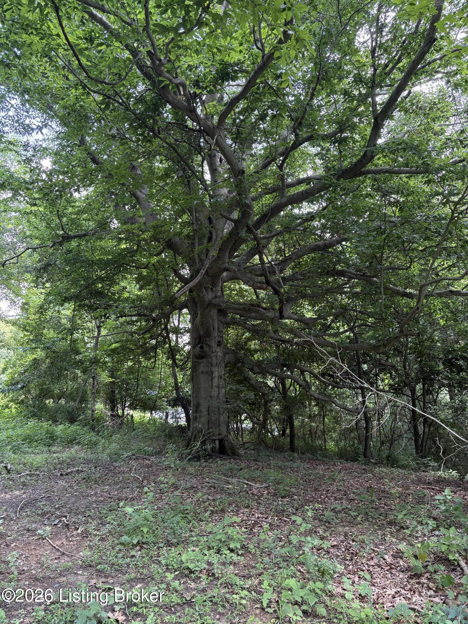 6401 New Cut Rd Lot 1 Property Photo 4