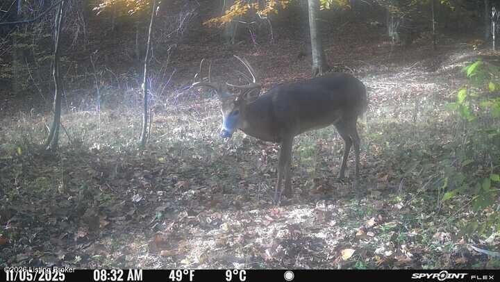 0 Three Lick Rd Property Photo 5