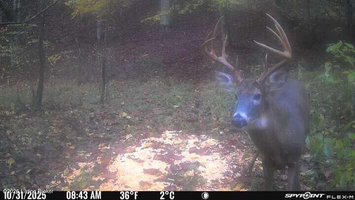 0 Three Lick Rd Property Photo 6