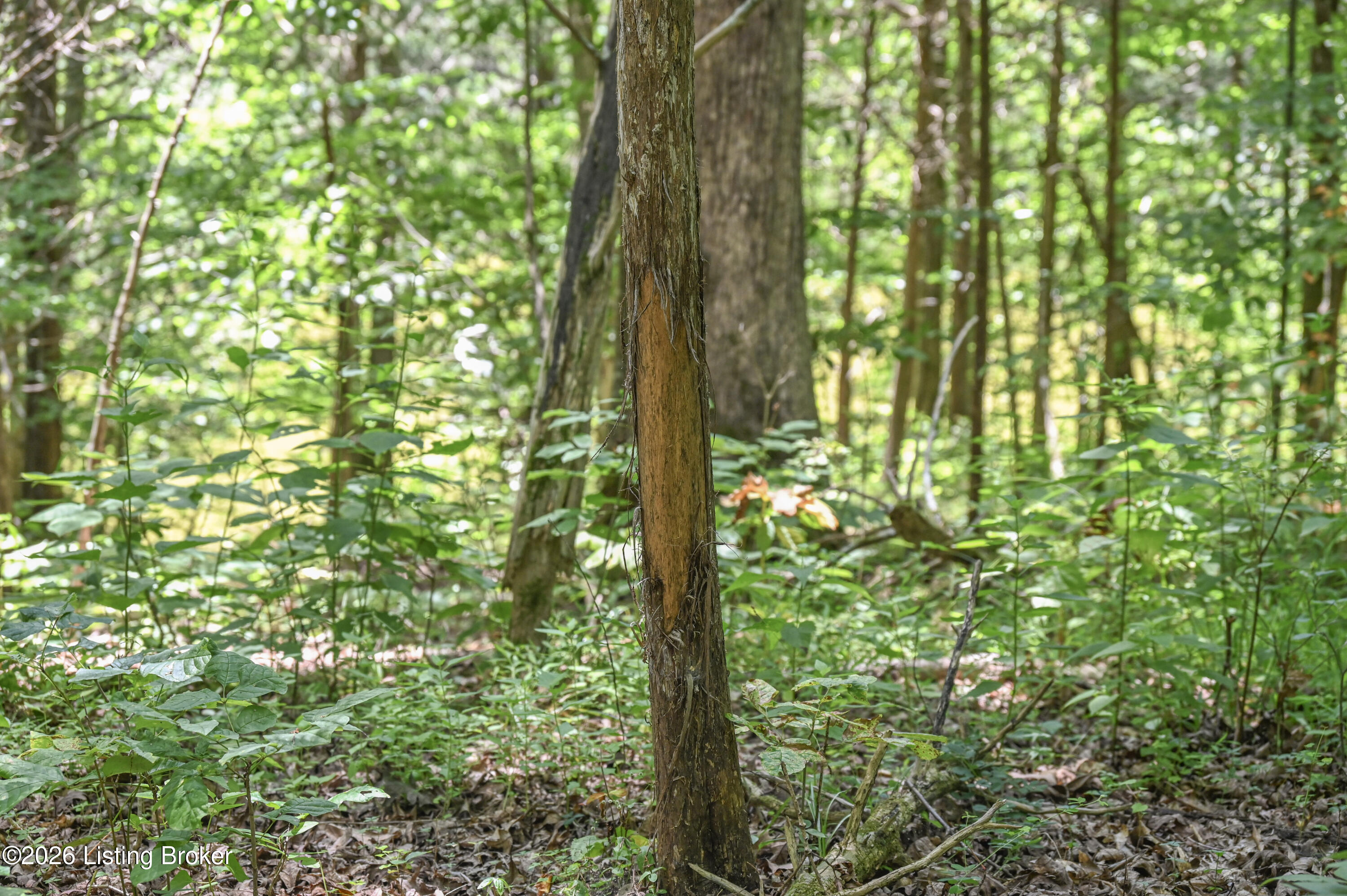 12350 Ky-555 Property Photo 11