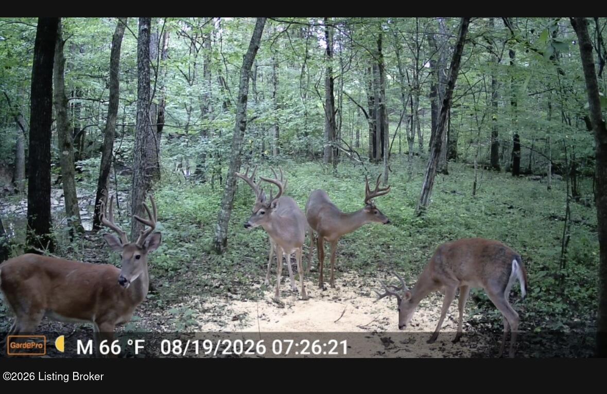 3977 Baker Ridge Rd Property Photo 5