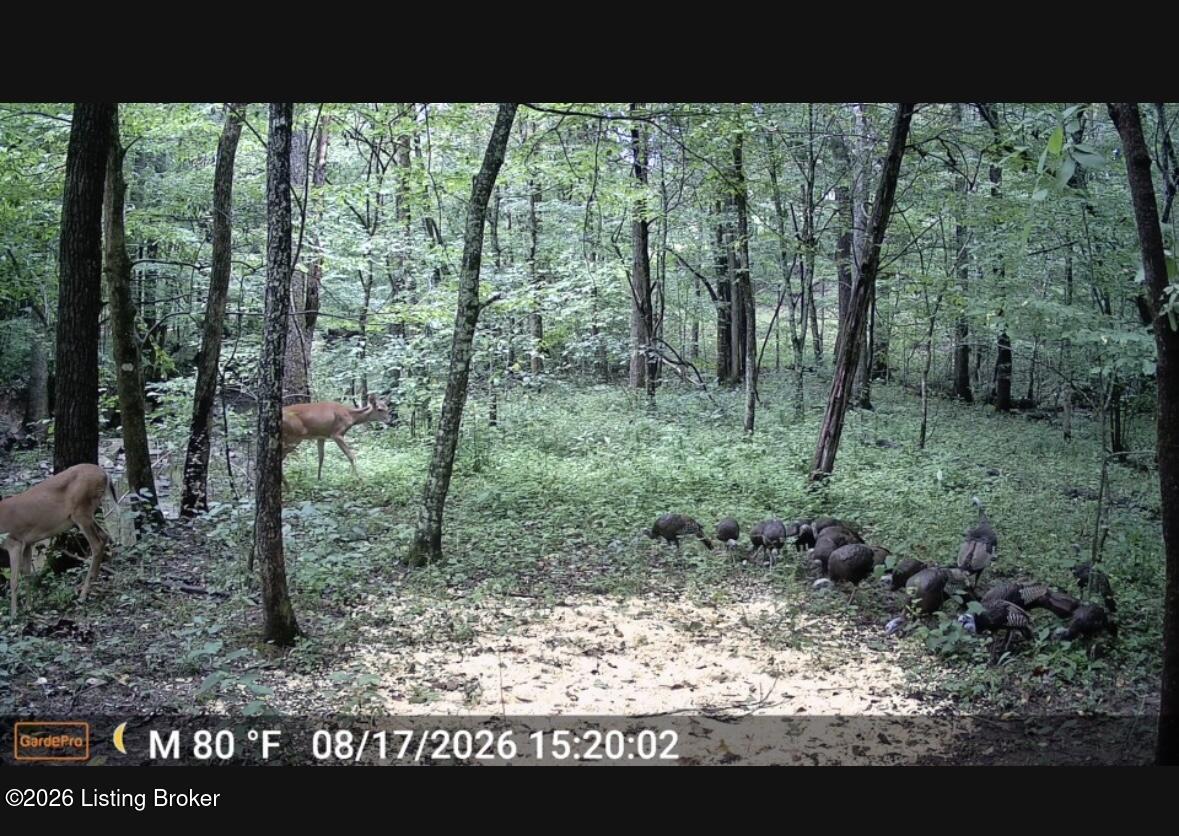 3977 Baker Ridge Rd Property Photo 6