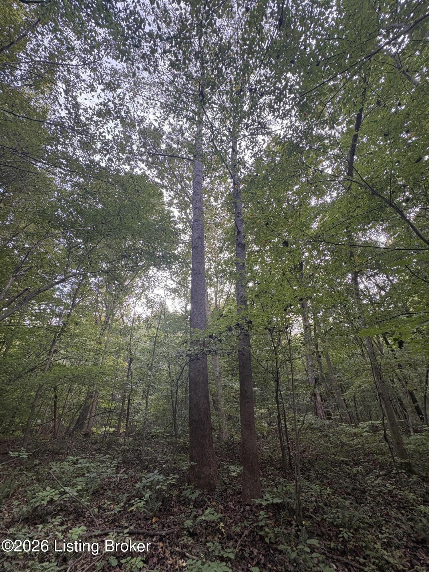 1012 Dowell Hardin Mills Rd Property Photo 50