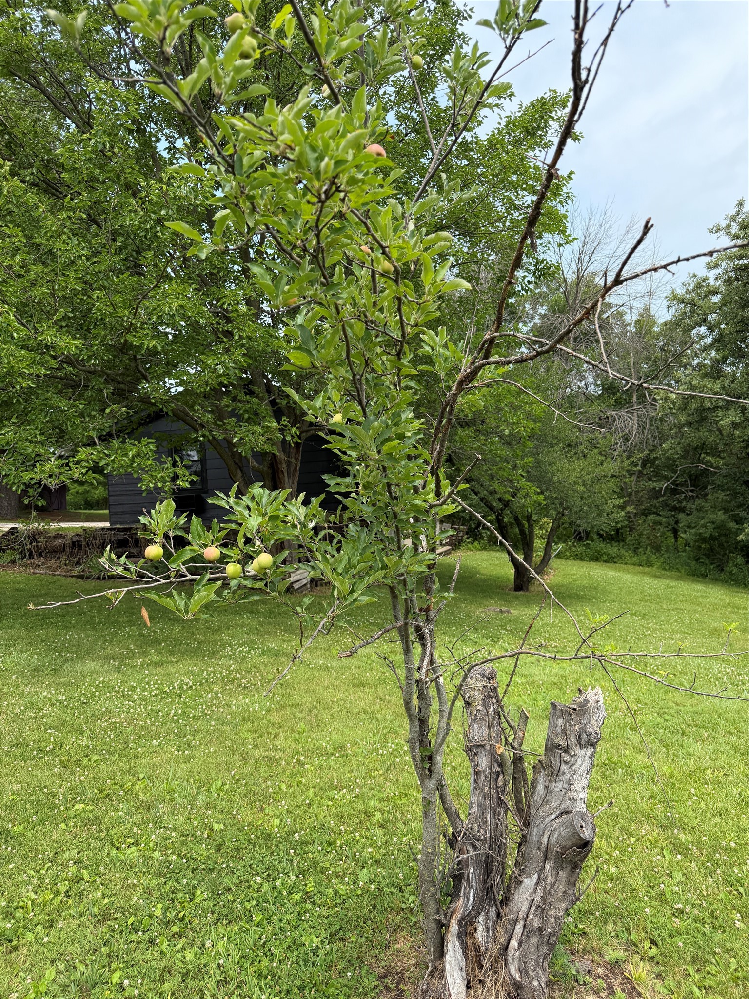 8422 Meadow Wood Drive Property Photo 17