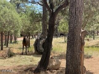 4941 Saddle Blanket Circle Property Photo 54