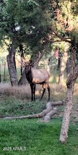 4941 Saddle Blanket Circle Property Photo 57