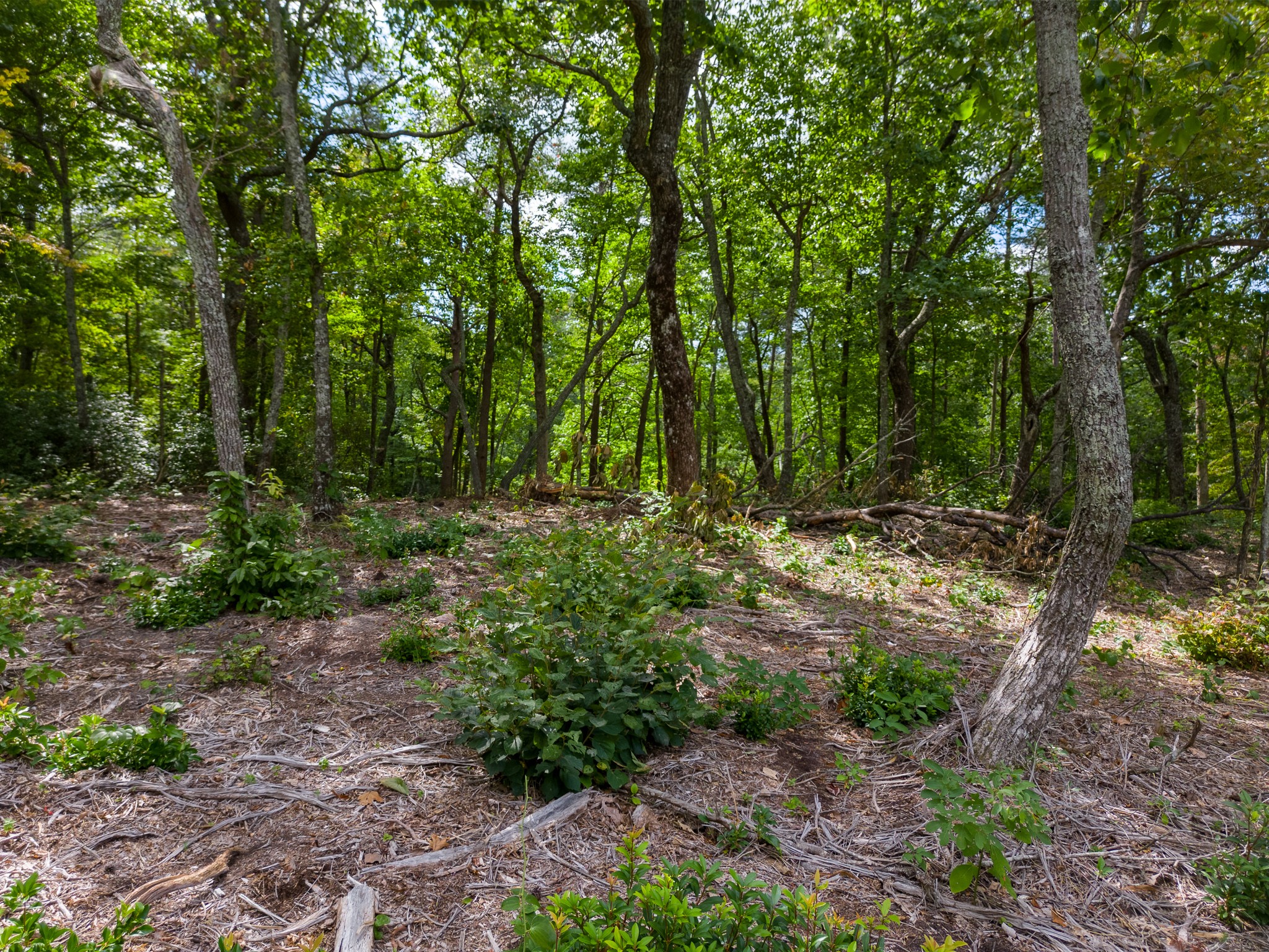 0 The Bluffs At The Ridge Property Photo 8