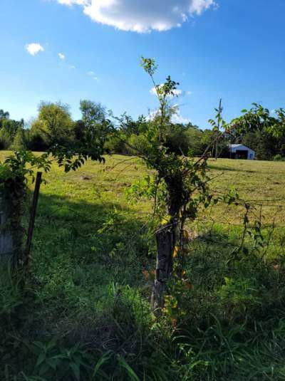 0 Mullins Chapel Rd Property Photo 15