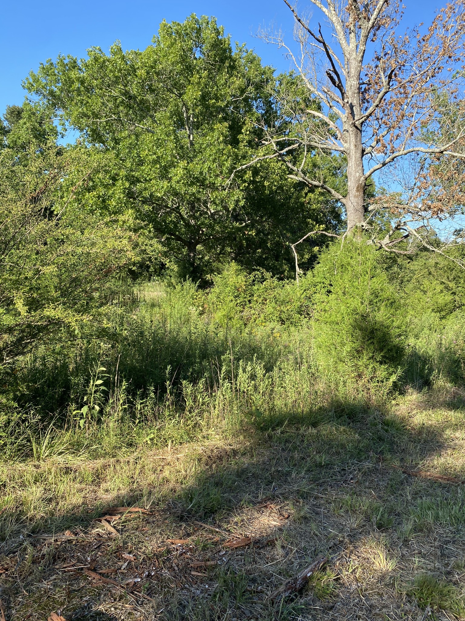 0 Mullins Chapel Rd Property Photo 32