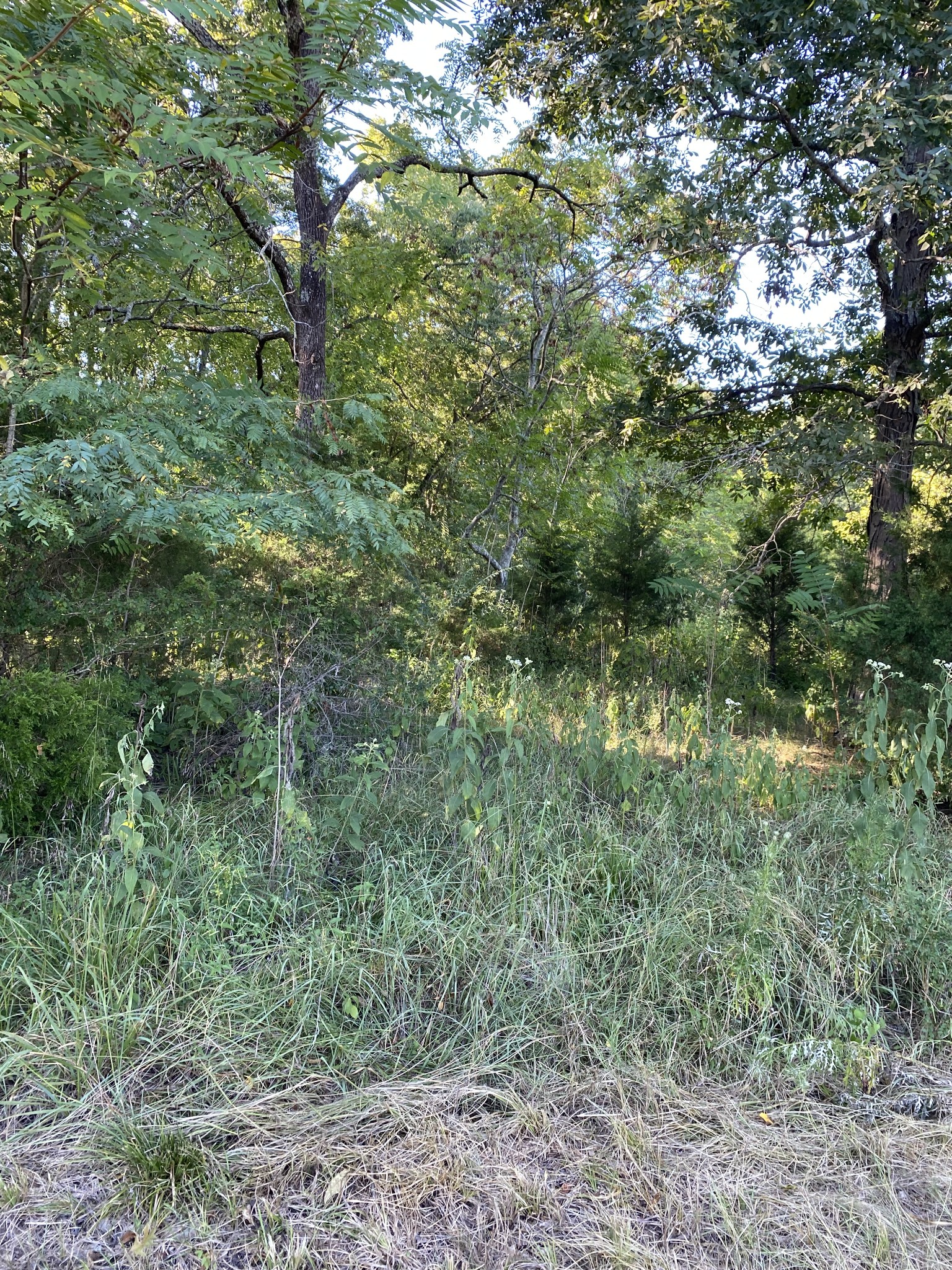 0 Mullins Chapel Rd Property Photo 63