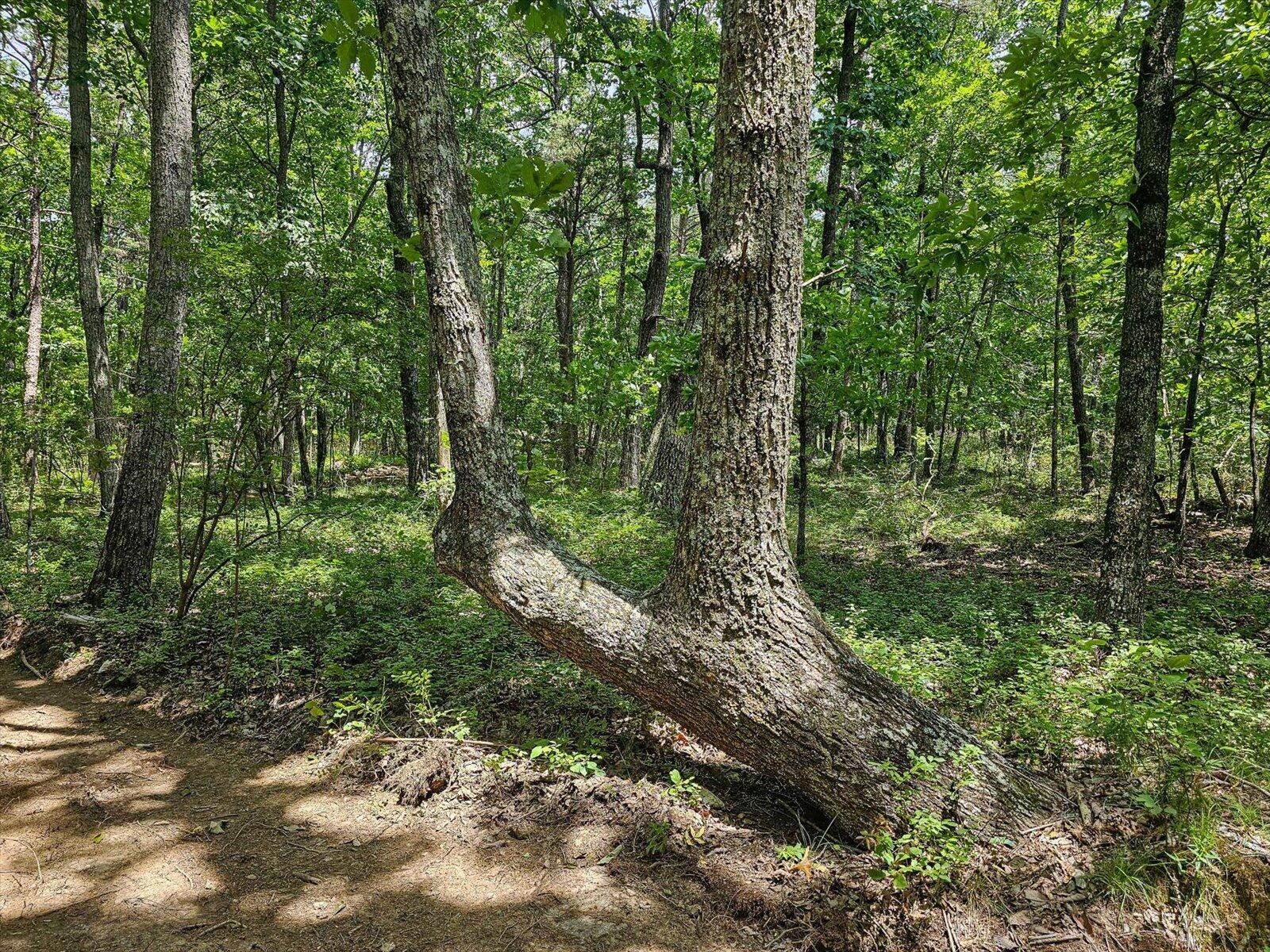 0 Hwy 157 Property Photo 39