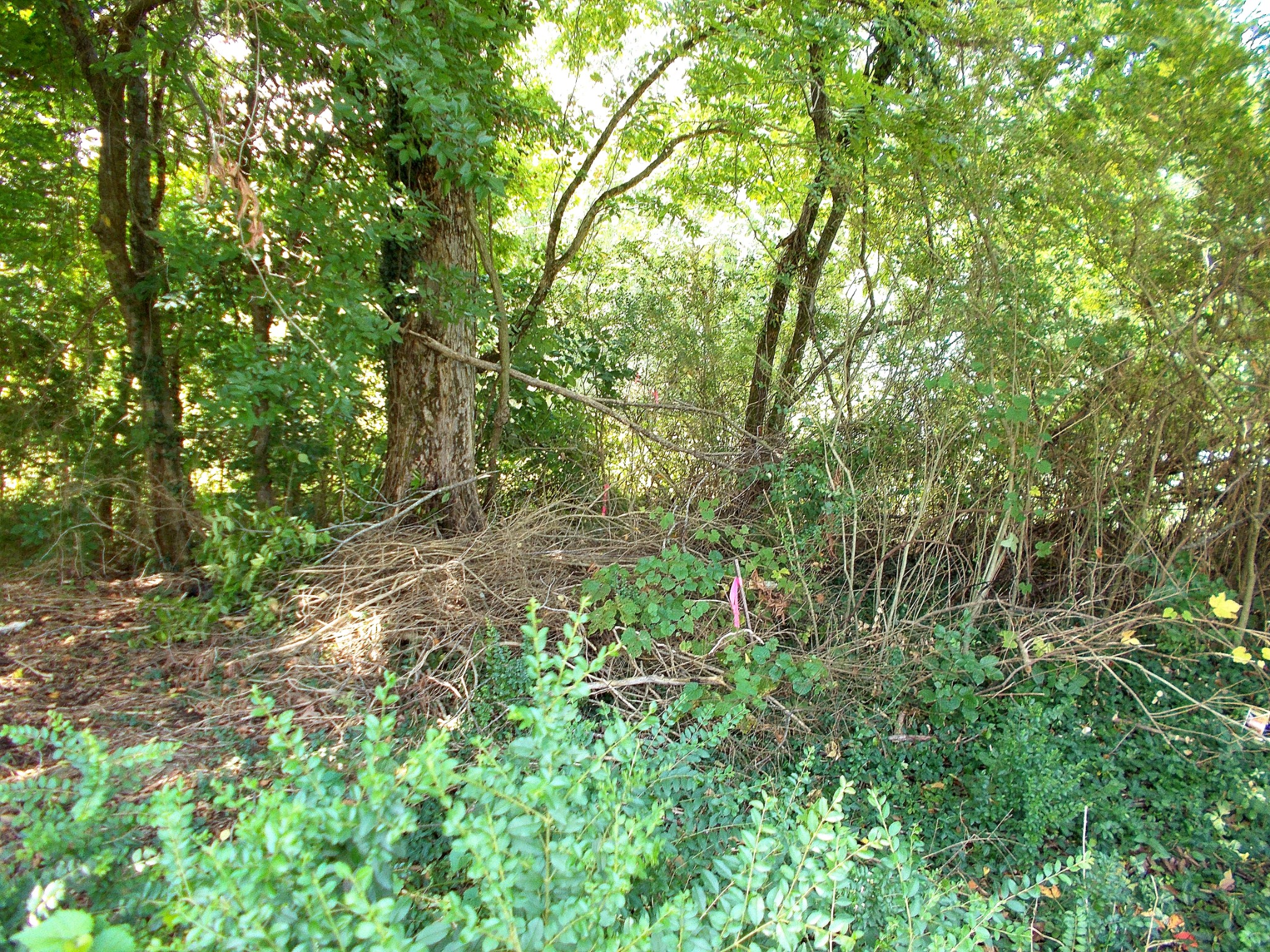 0 W Walnut St Property Photo 1