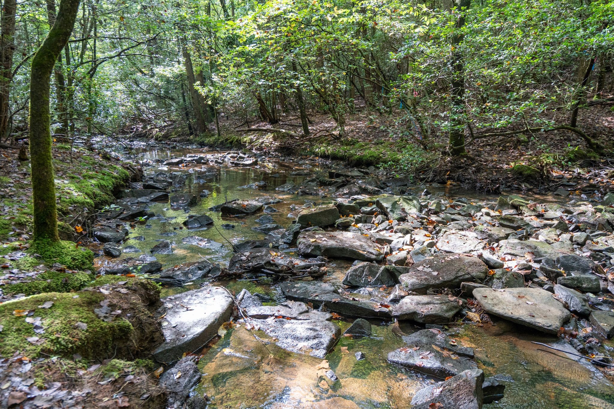 512 Deer Lick Trail Property Photo 38