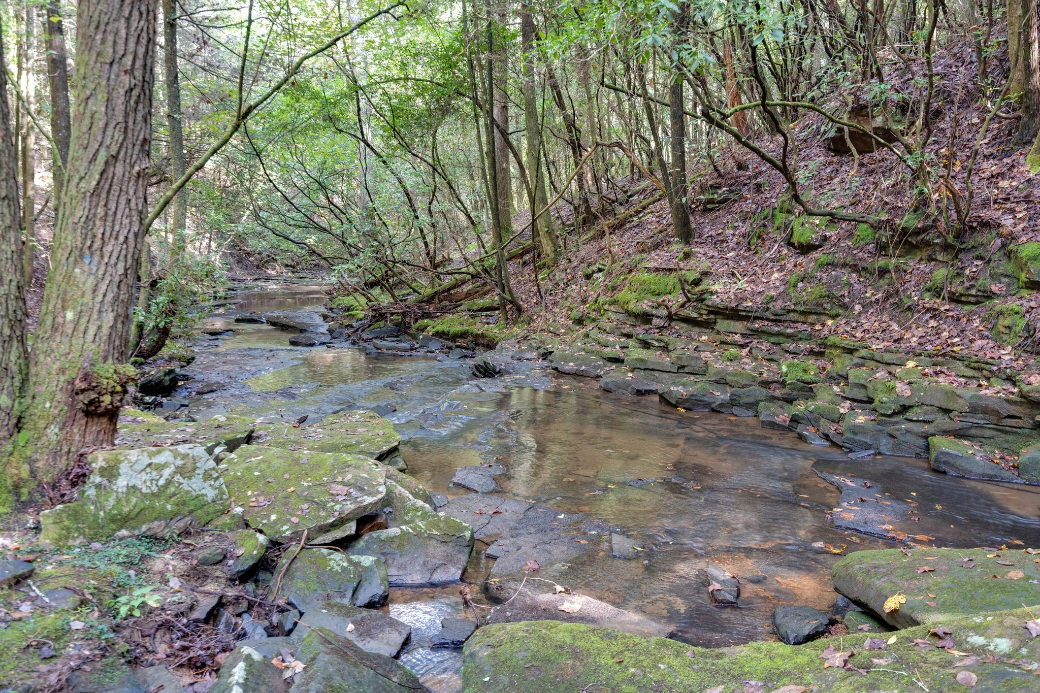 512 Deer Lick Trail Property Photo 41