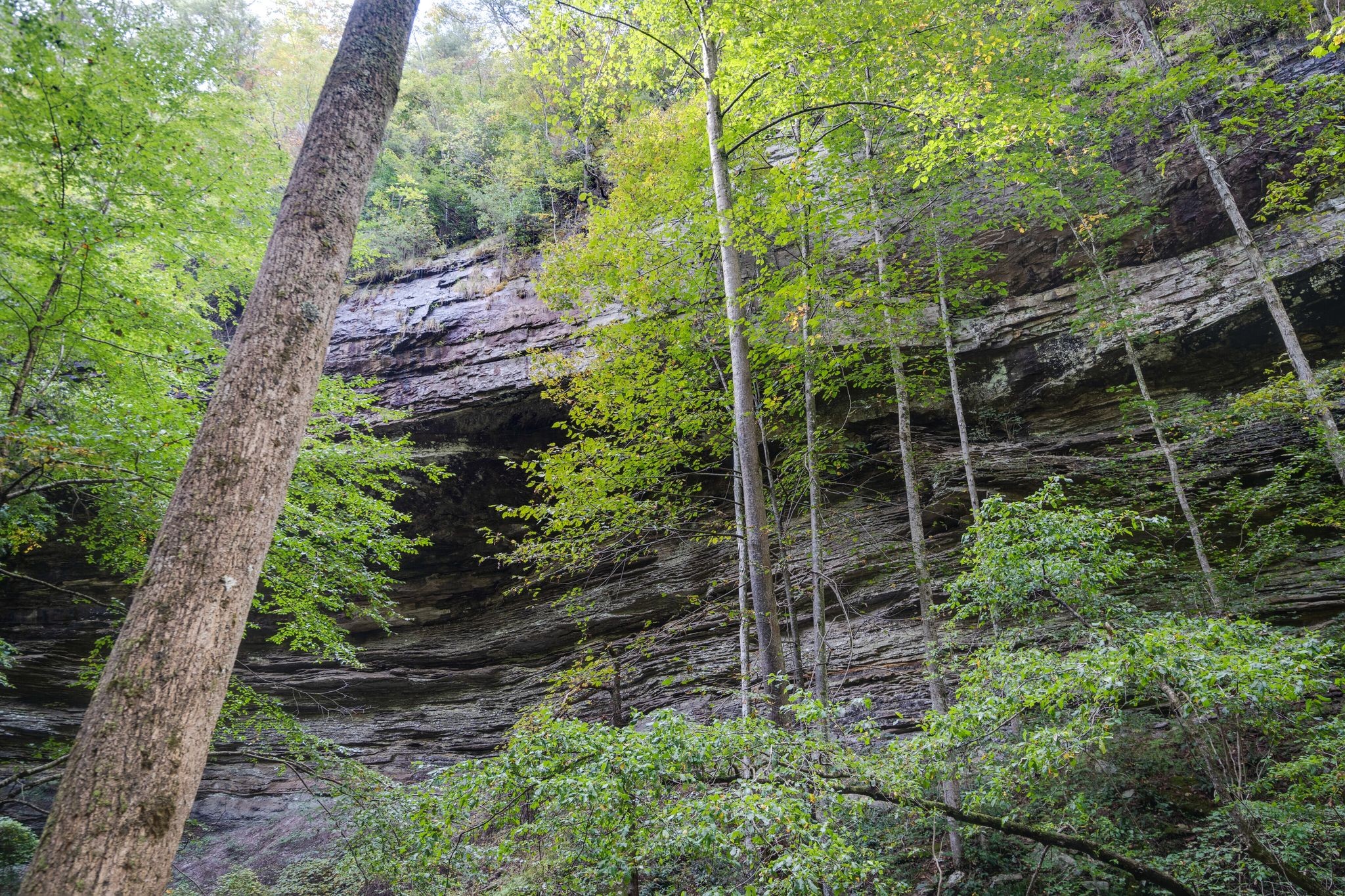 512 Deer Lick Trail Property Photo 42