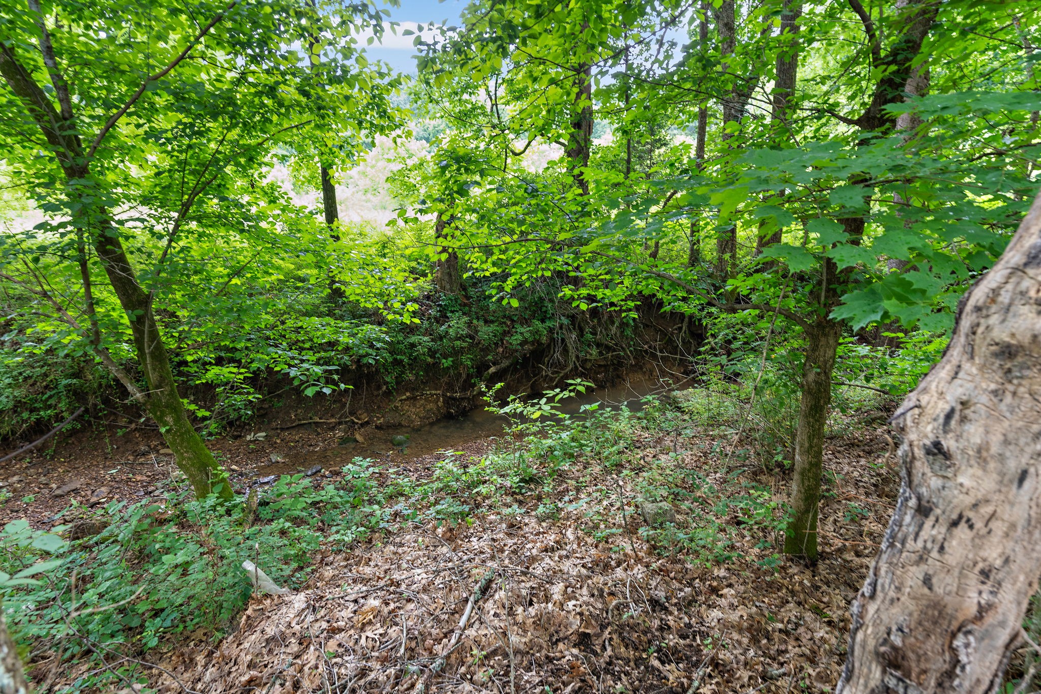1780 Molly Hollow Rd Property Photo 15