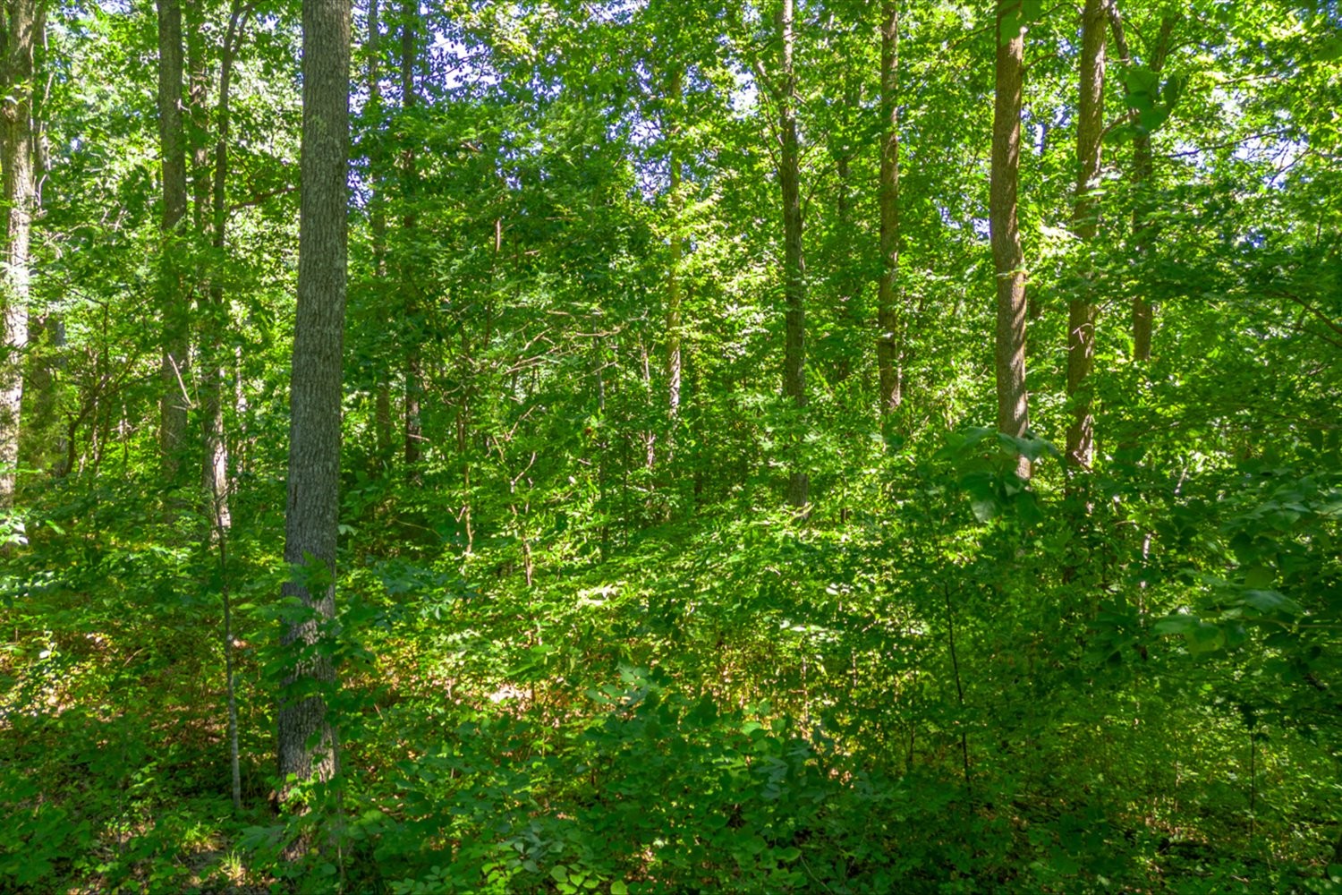 0 Chestnut Ridge Rd Property Photo 10