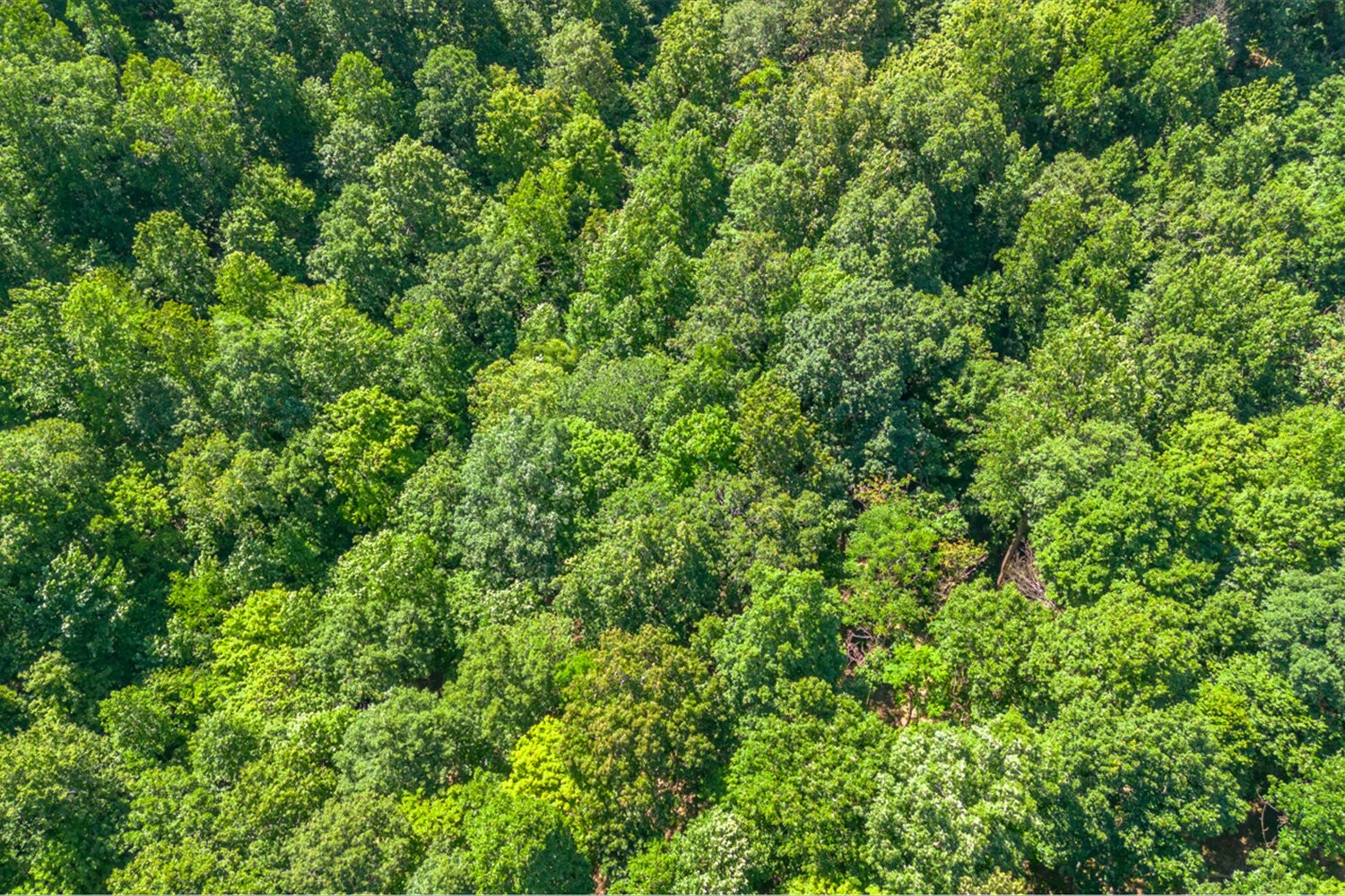 0 Chestnut Ridge Rd Property Photo 16
