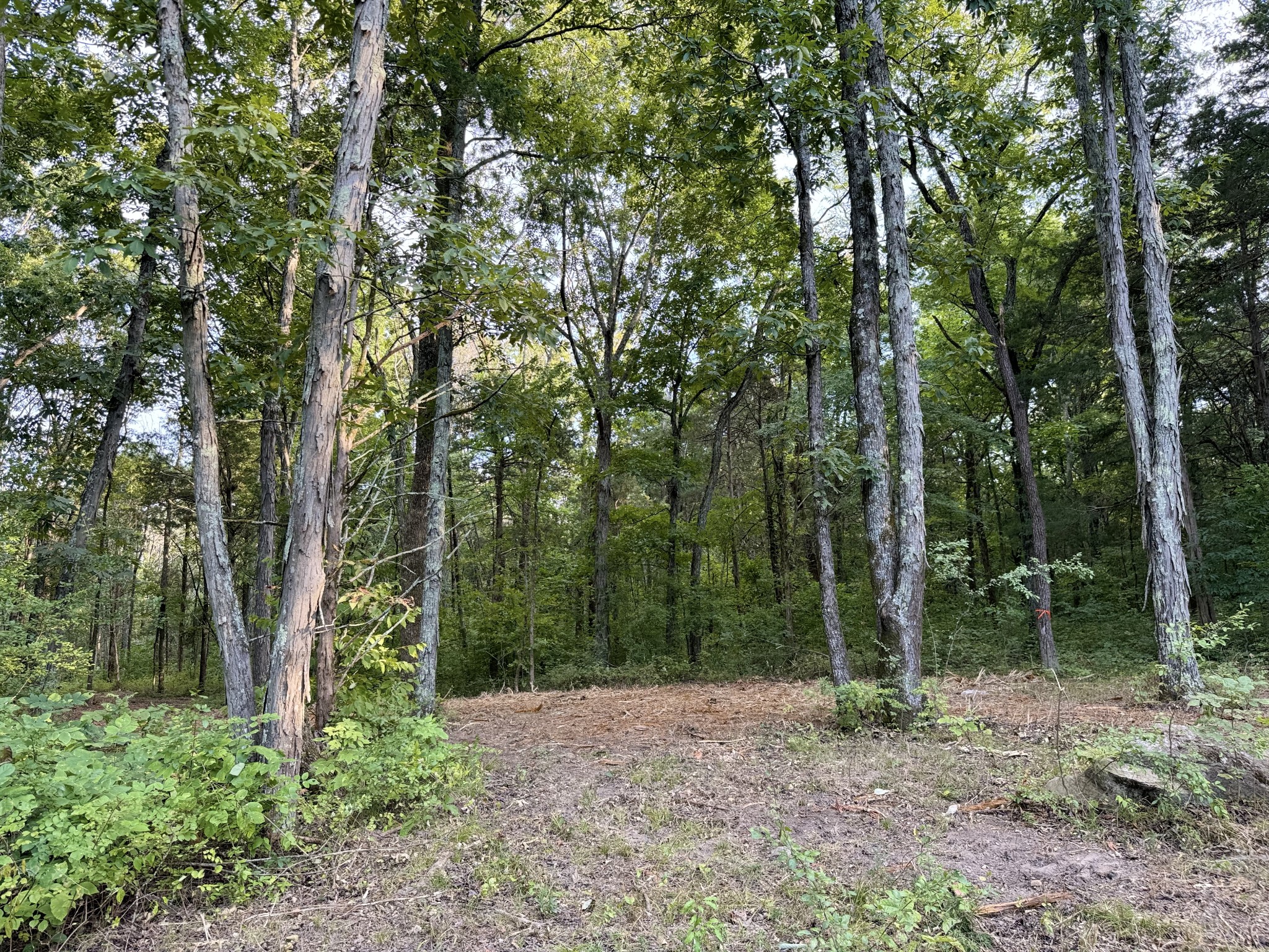 11911 Franklin Rd Property Photo 5