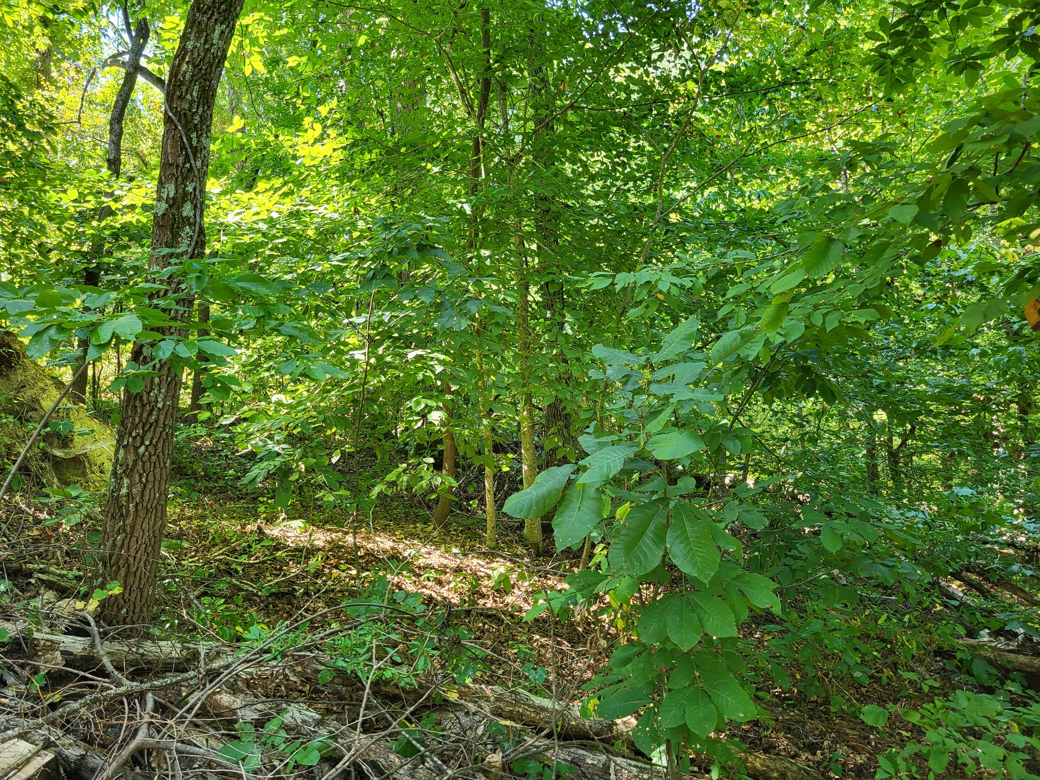 0 Red Ash Rd Property Photo