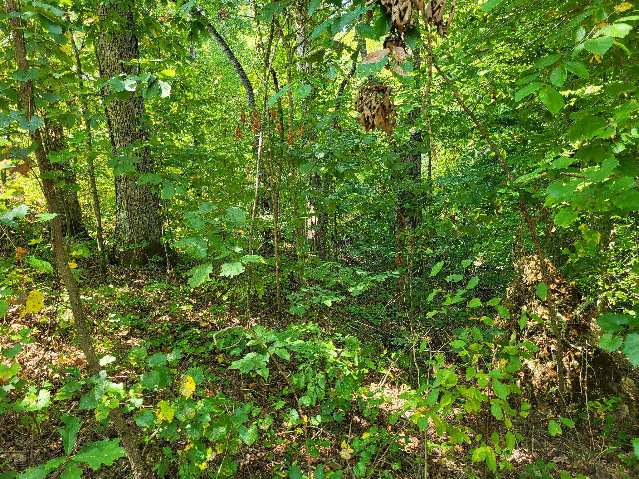 0 Red Ash Rd Property Photo 3