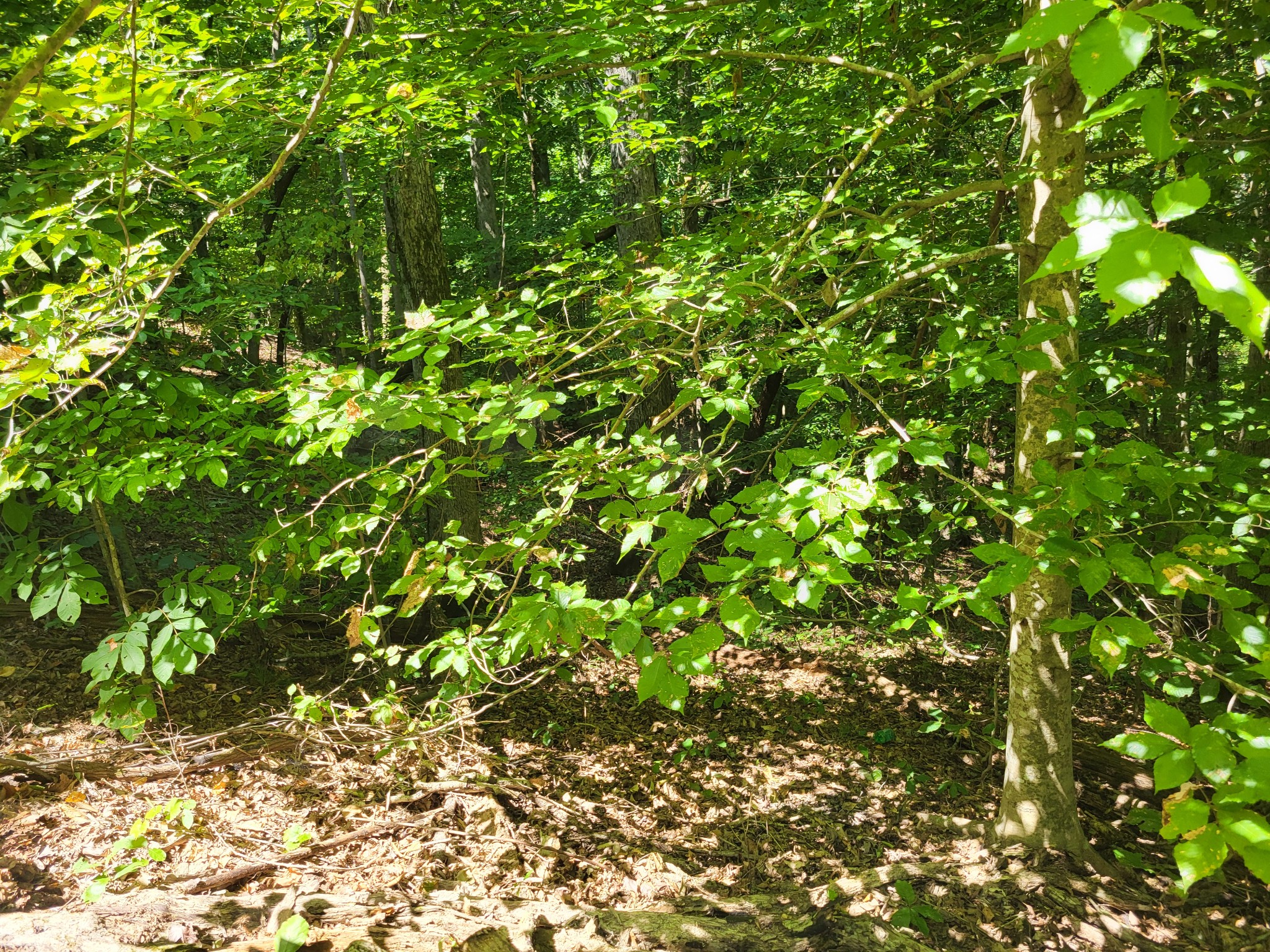 0 Red Ash Rd Property Photo 5