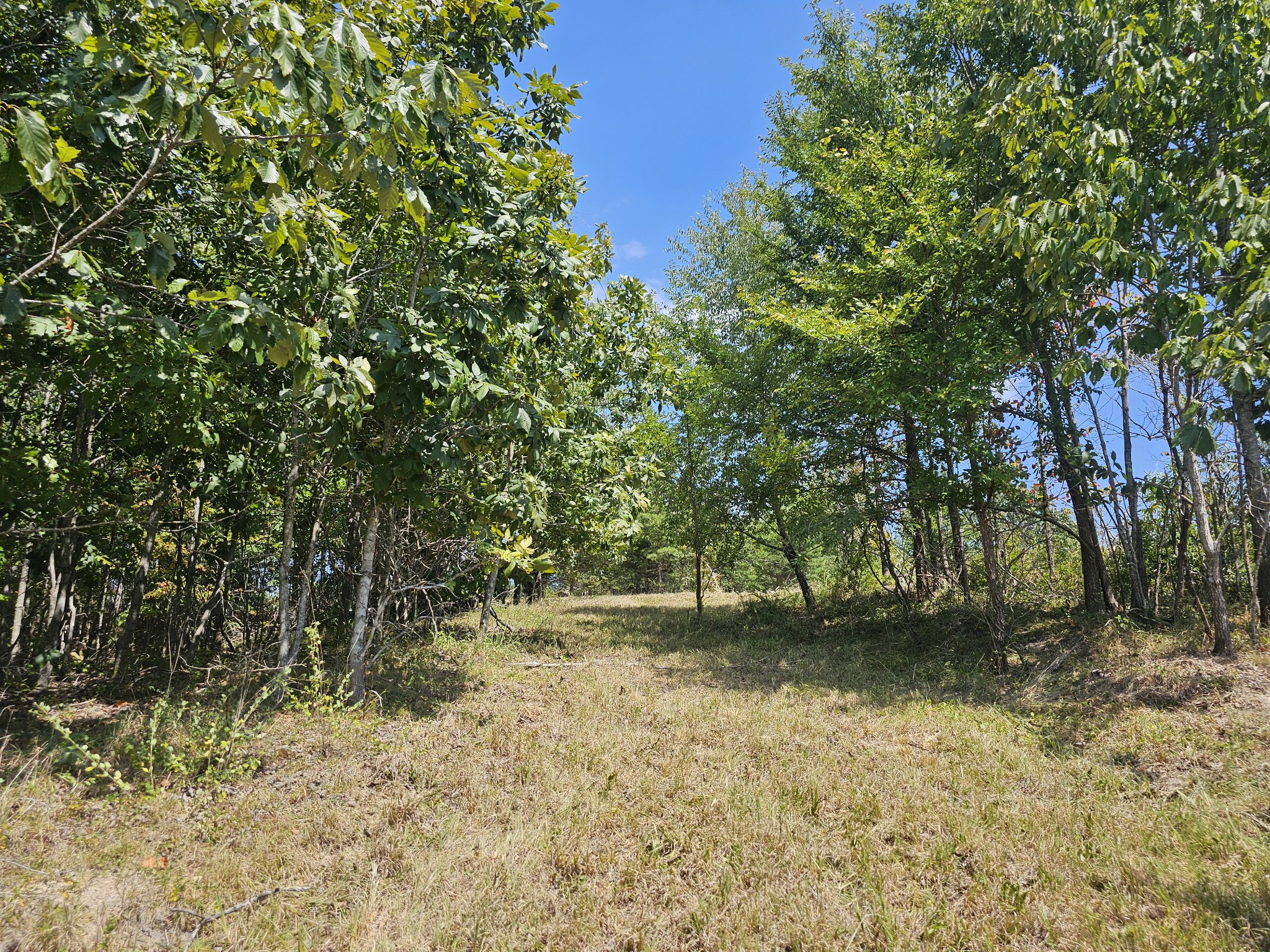0 Ross Creek Ridge Property Photo 6