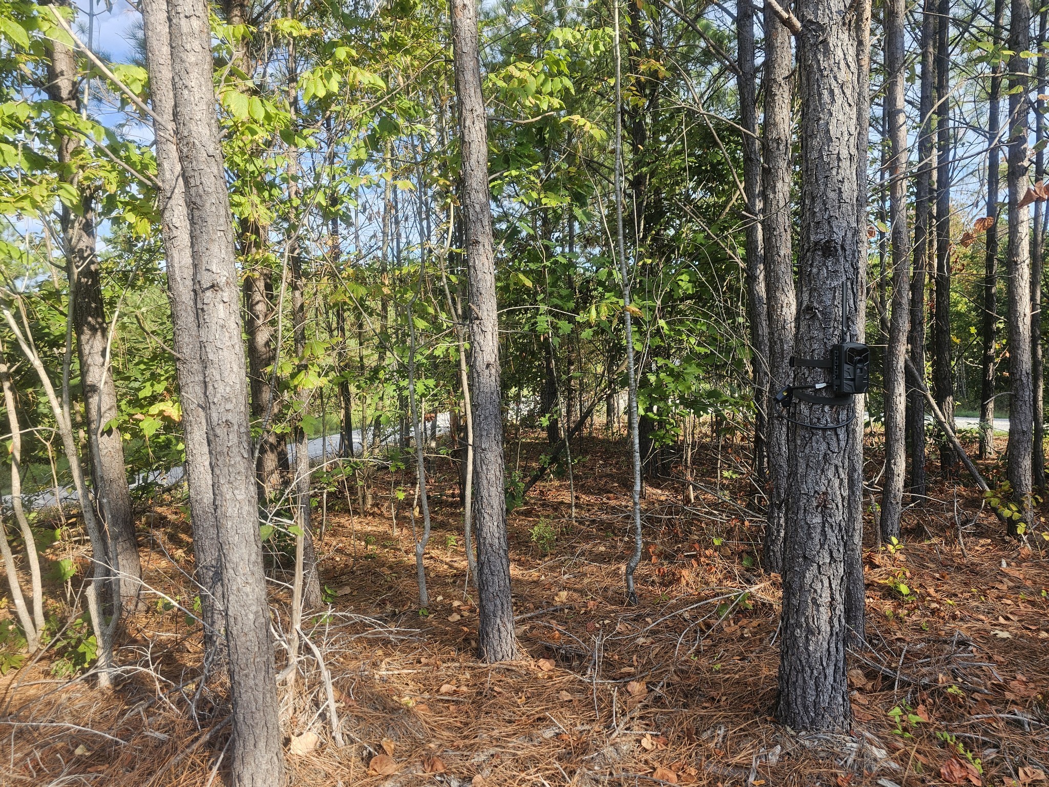 6691 Old Hohenwald Rd Property Photo 11