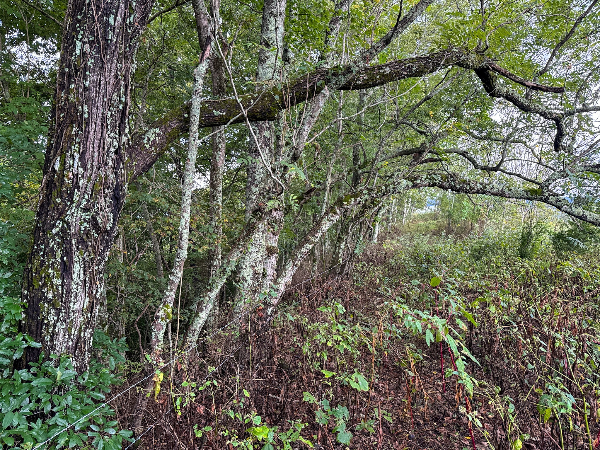 0 Knob Creek Rd Property Photo 39