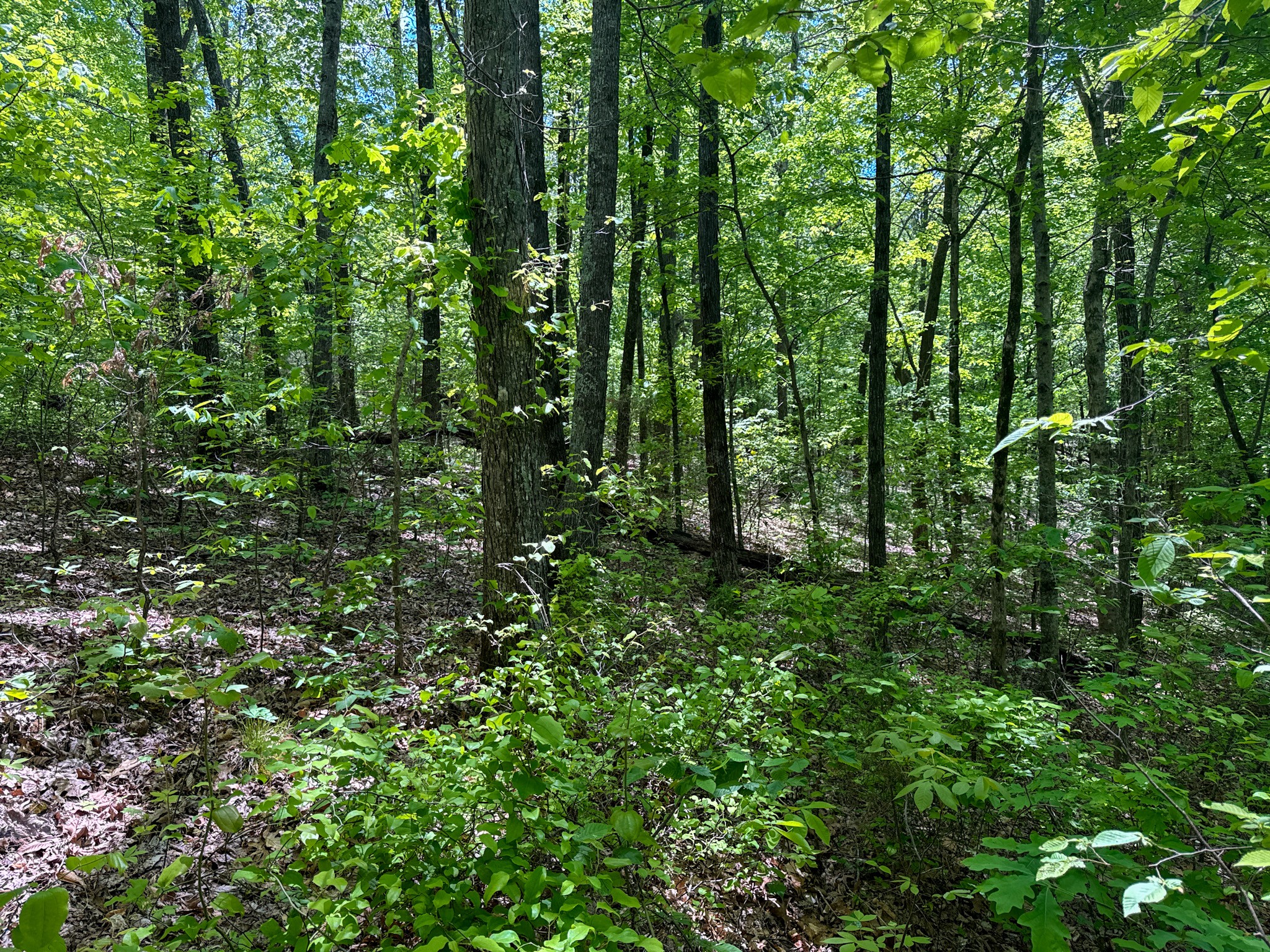 0 Knob Creek Rd Property Photo 46