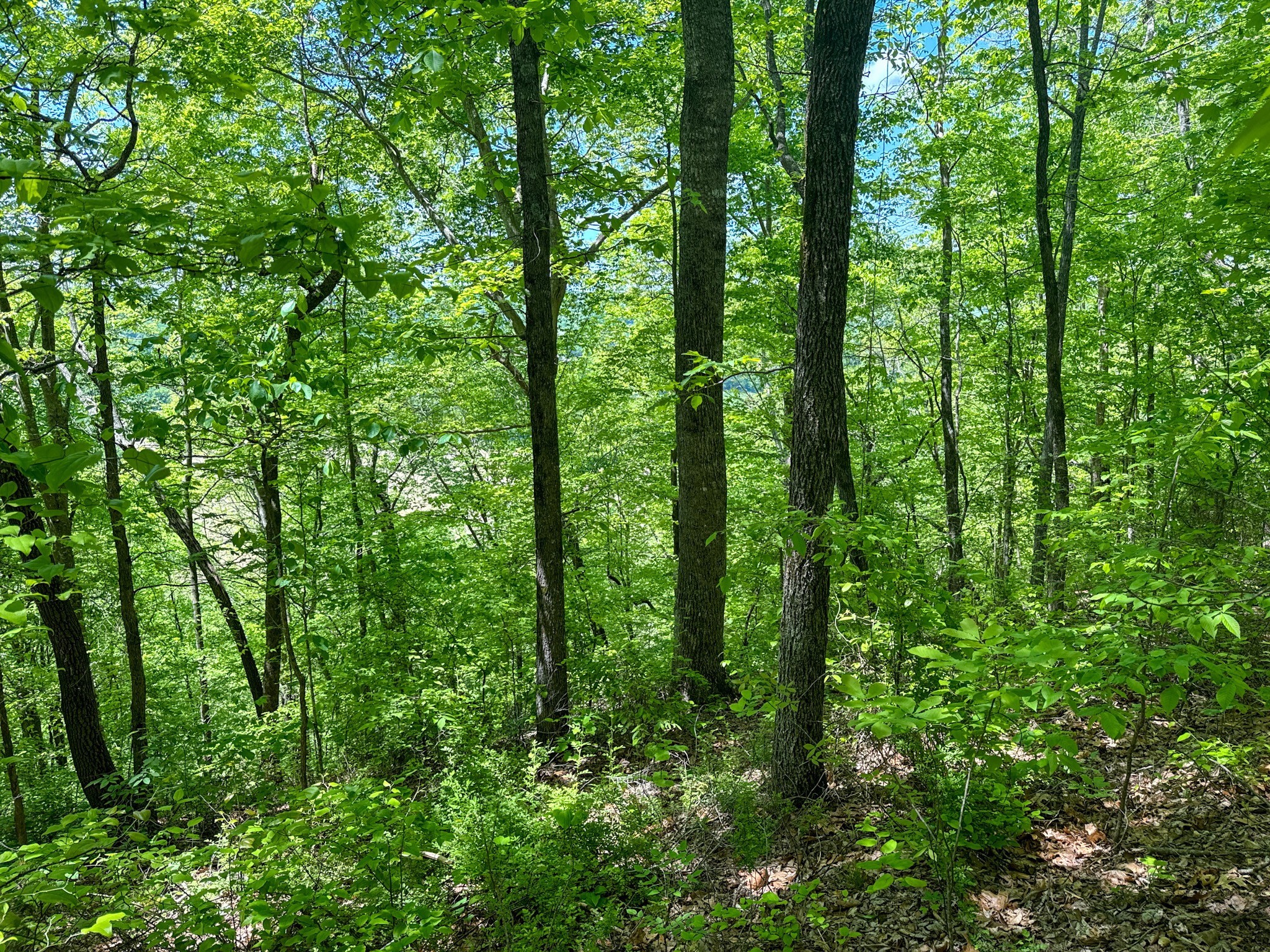 0 Knob Creek Rd Property Photo 55