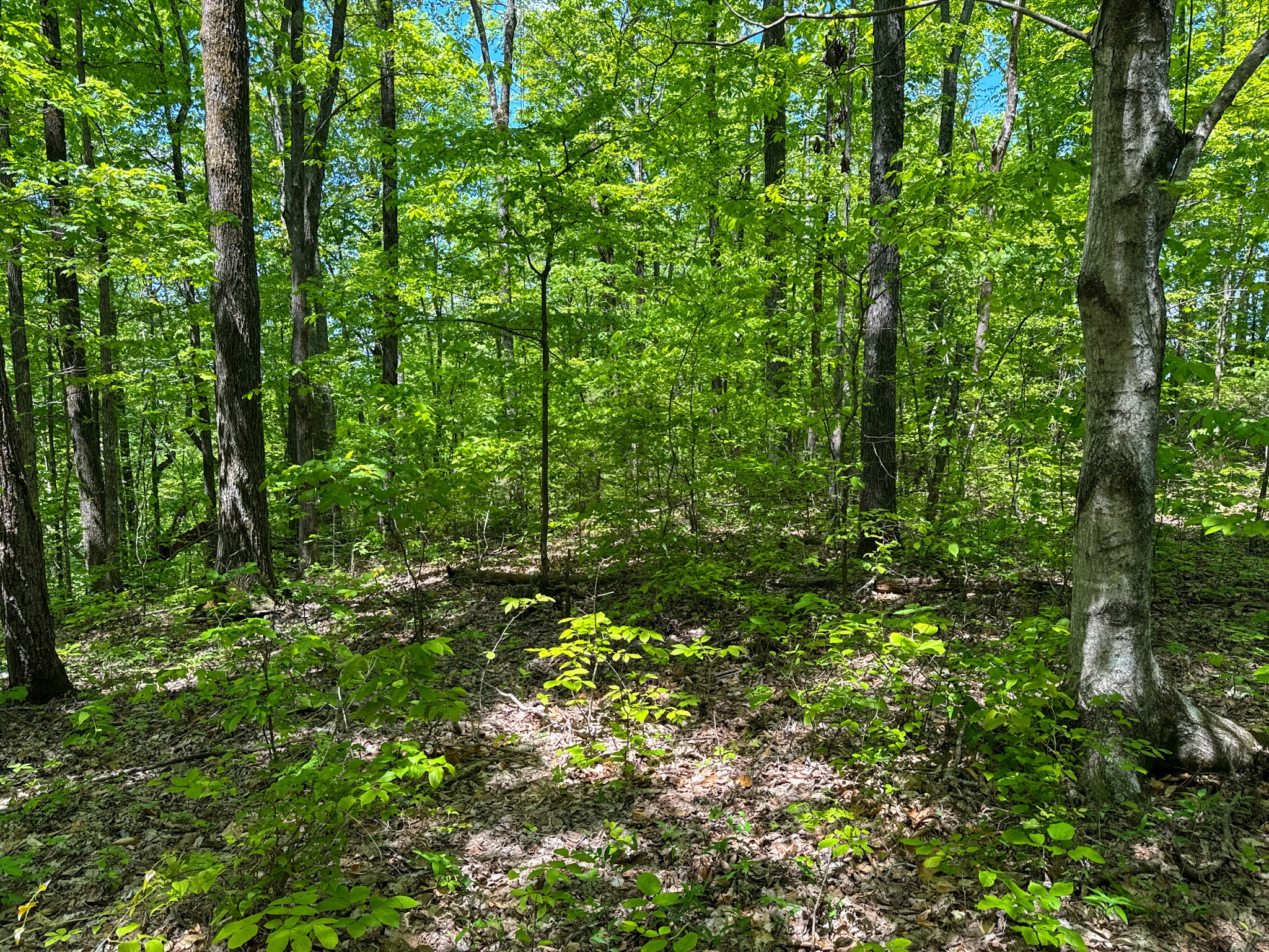 0 Knob Creek Rd Property Photo 56