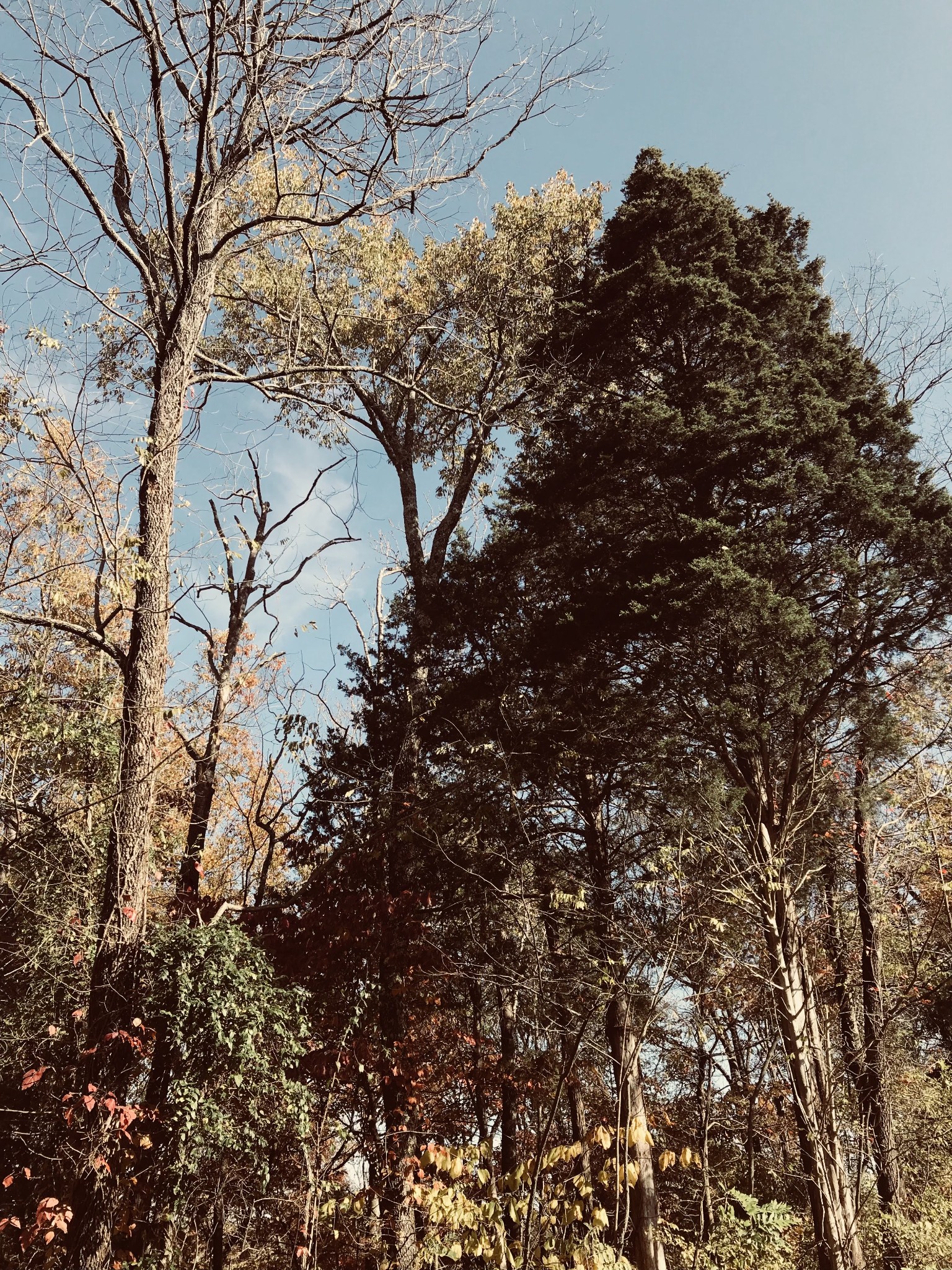 0 Toll Dugger Rd Property Photo 27