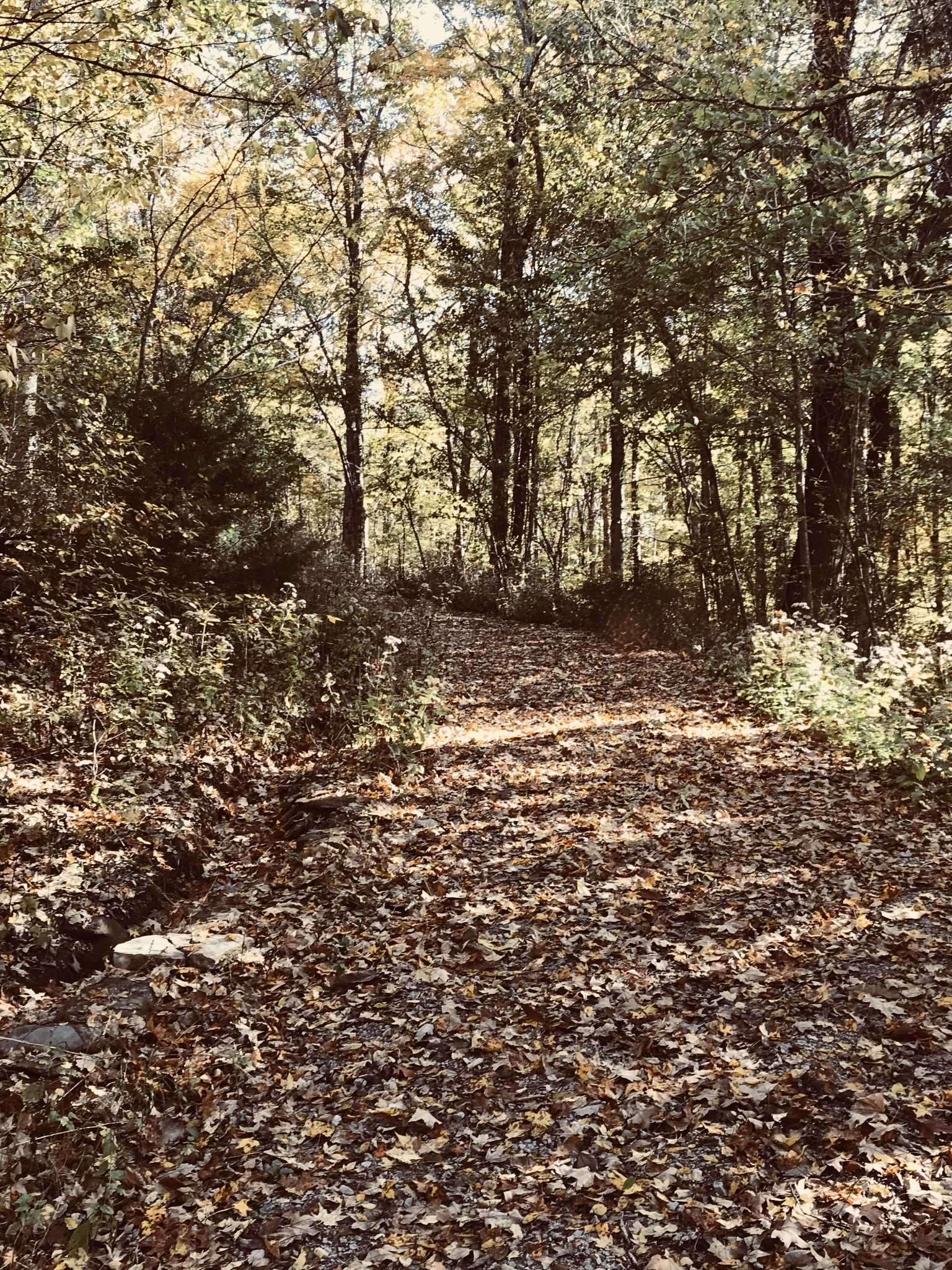 0 Toll Dugger Rd Property Photo 45