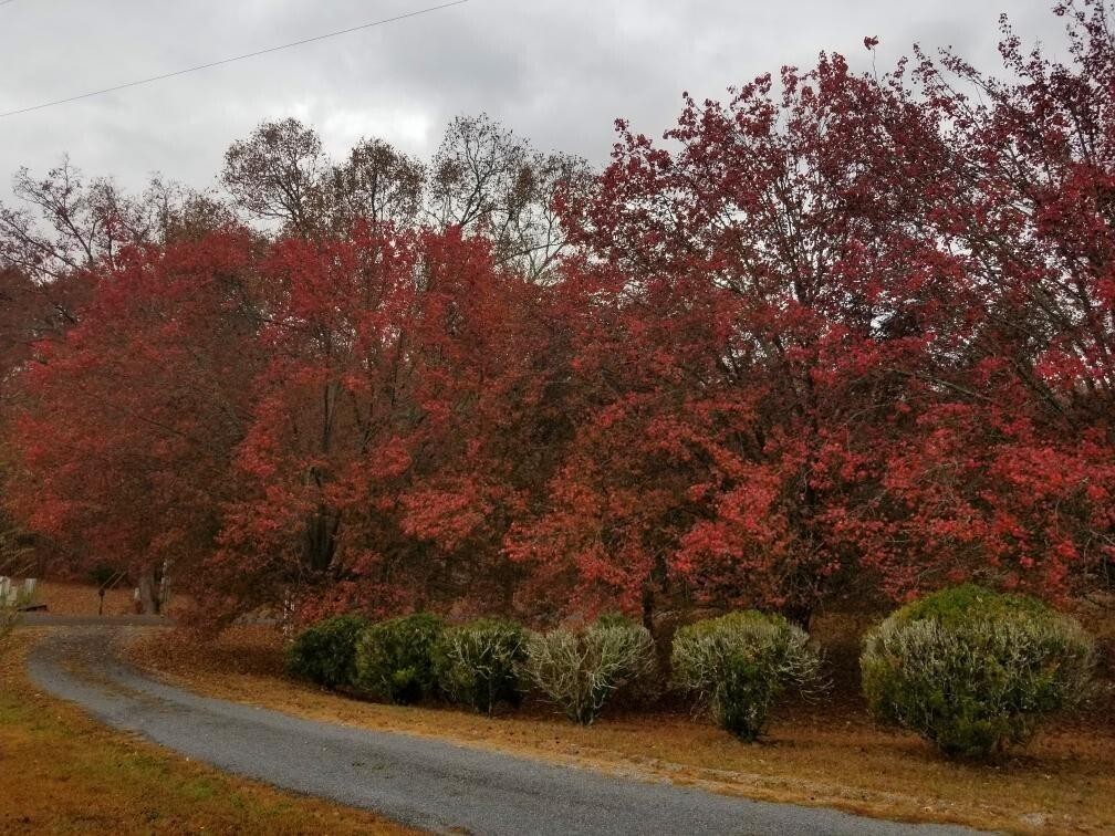 919 John Burch Road Property Photo 38