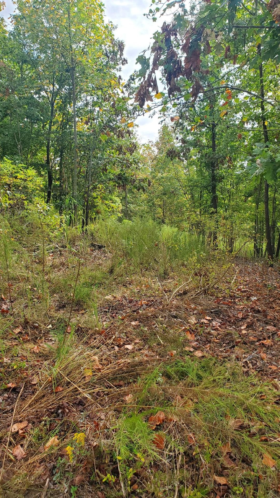 0 Browns Trace Rd Property Photo 18