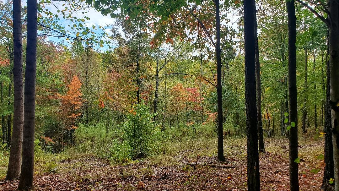 0 Browns Trace Rd Property Photo 19