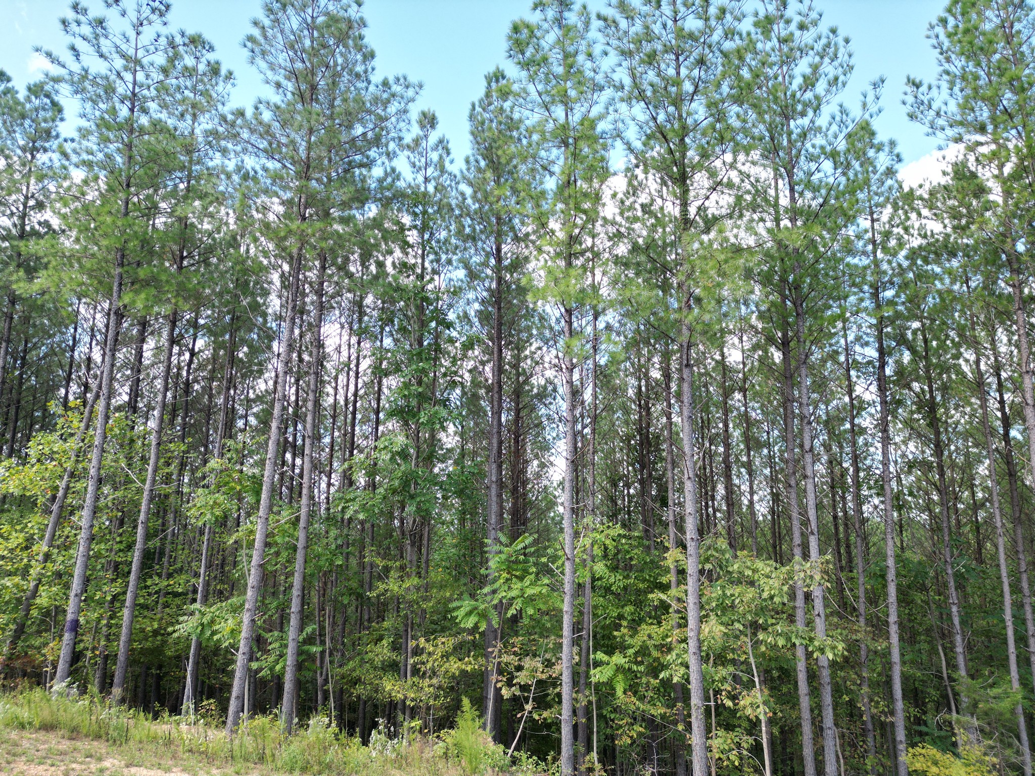 1406 Hillbrook Dr Property Photo 12