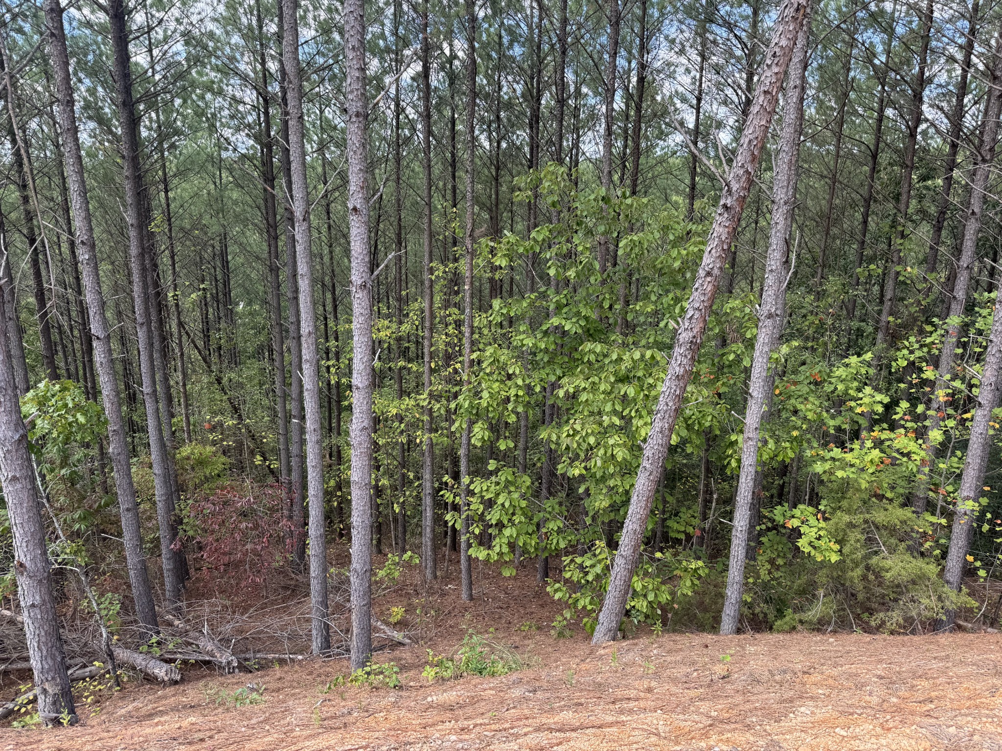 1406 Hillbrook Dr Property Photo 18