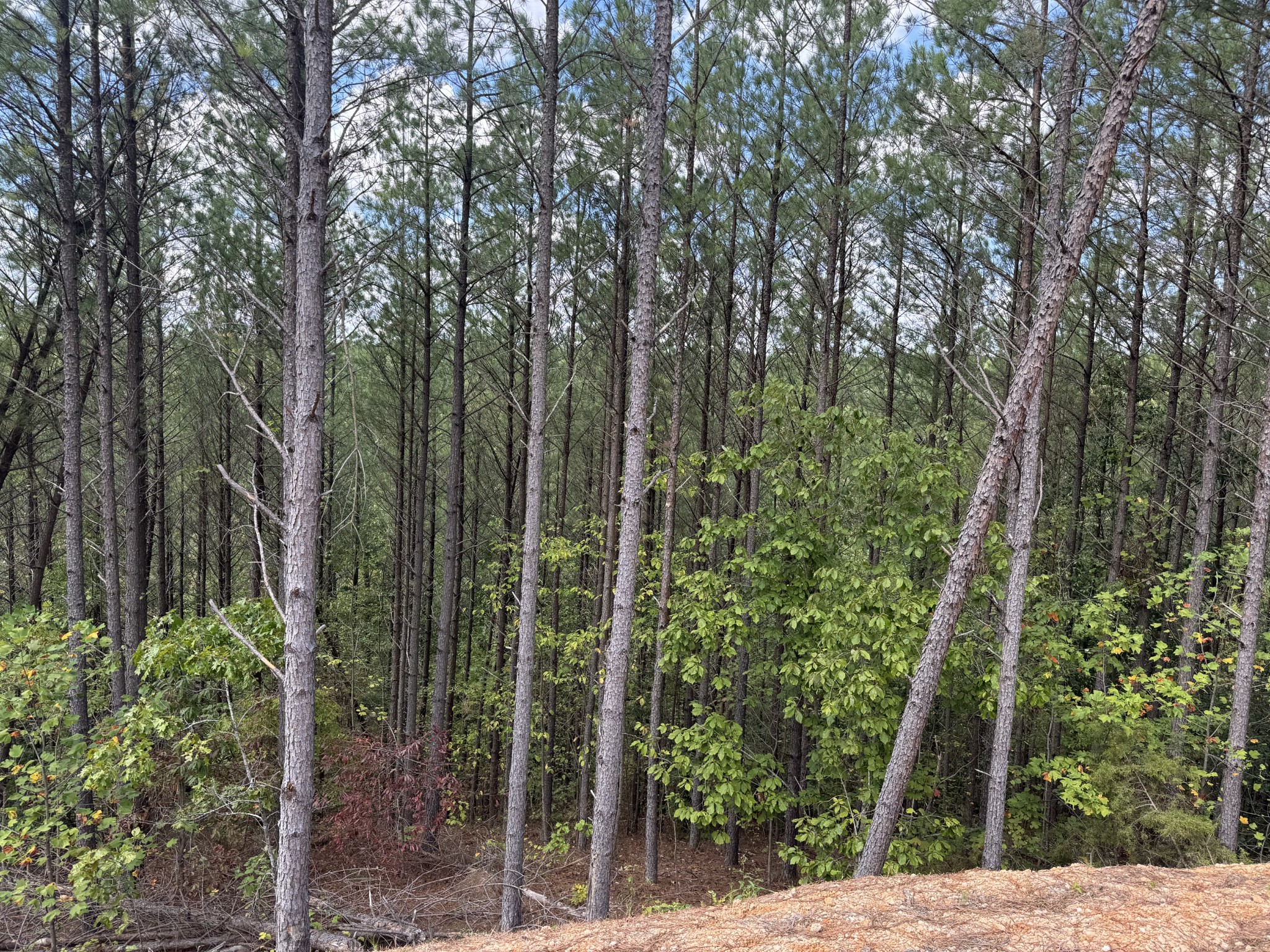 1406 Hillbrook Dr Property Photo 23