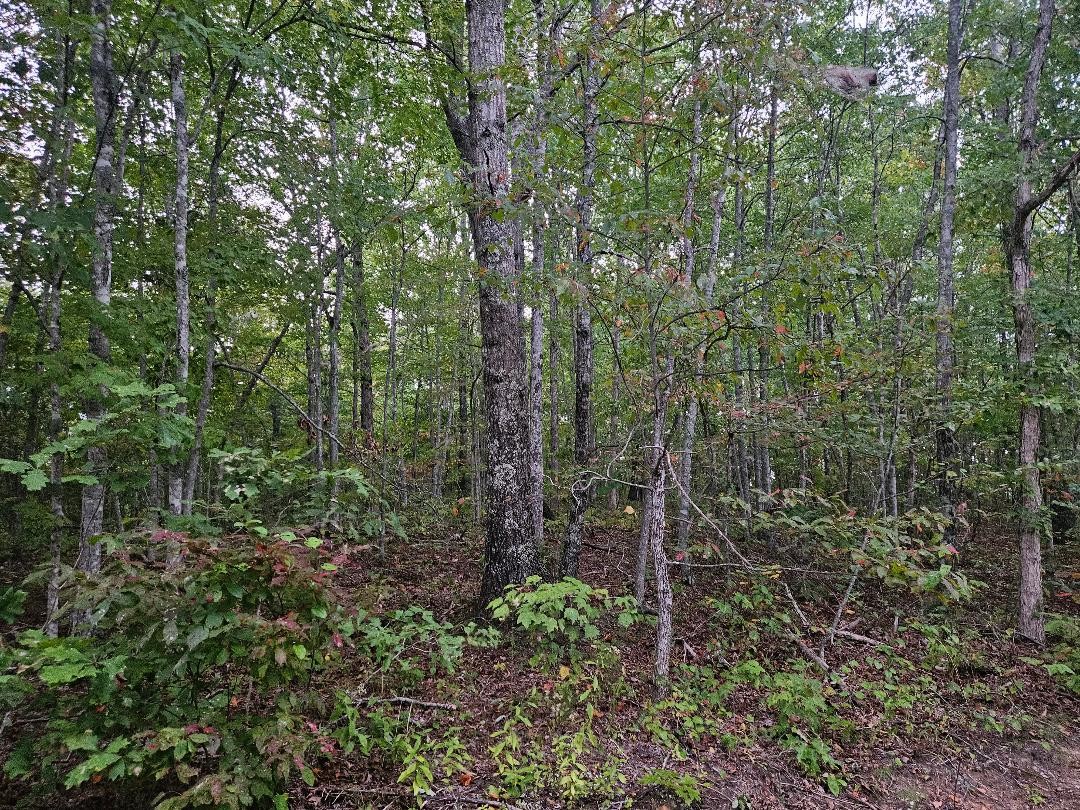 0 Sells Cemetery Road Property Photo 1