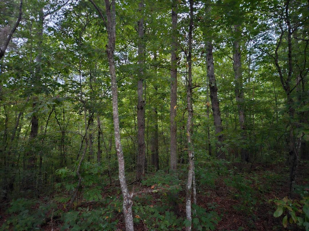 0 Sandy Road Property Photo 2